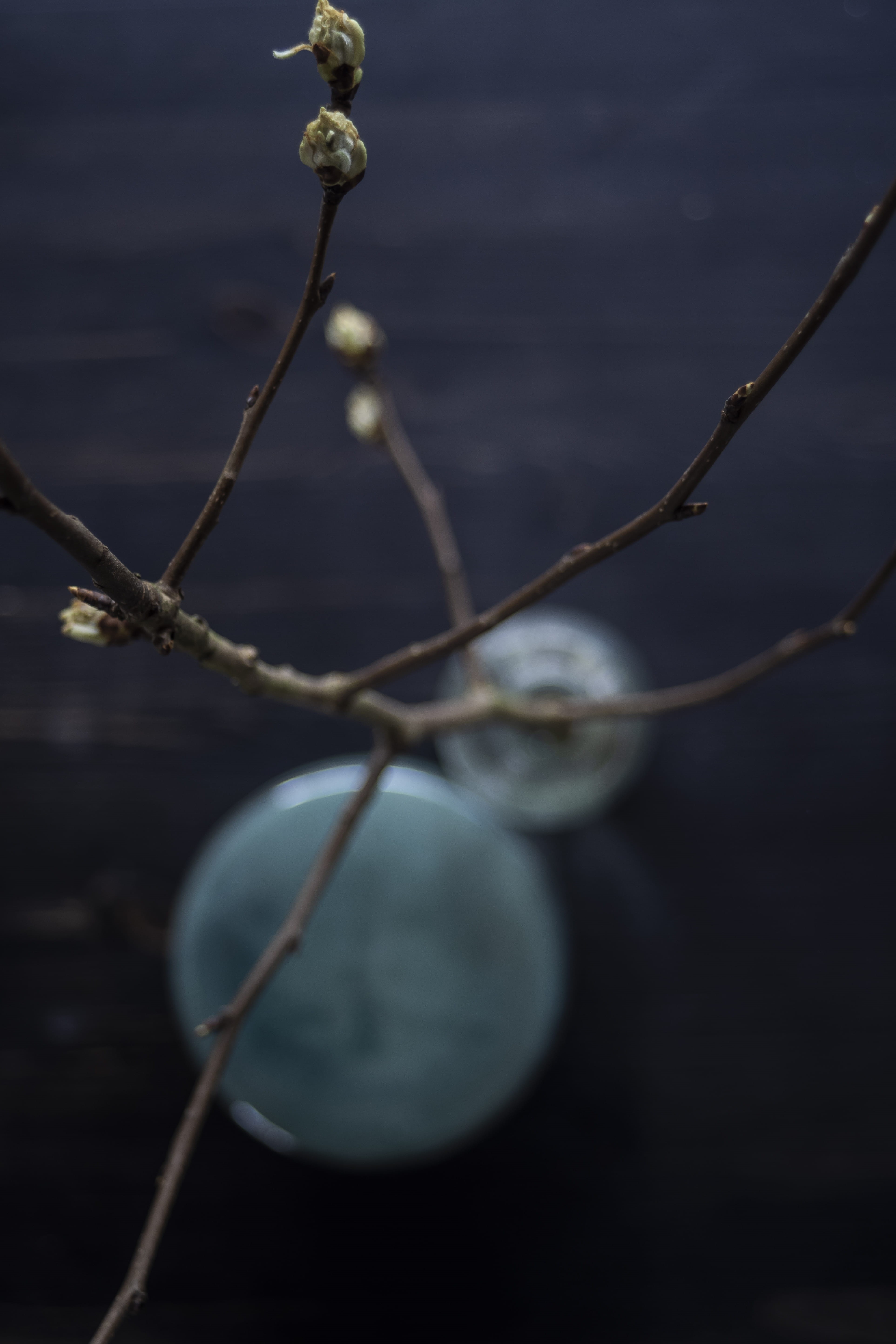 branch, accessories, space, water, tranquility, day, astronomy, plum, food, animal, sphere, nature, accessory, plant part, beauty in nature, parrot, outdoors, Phone HD Wallpaper