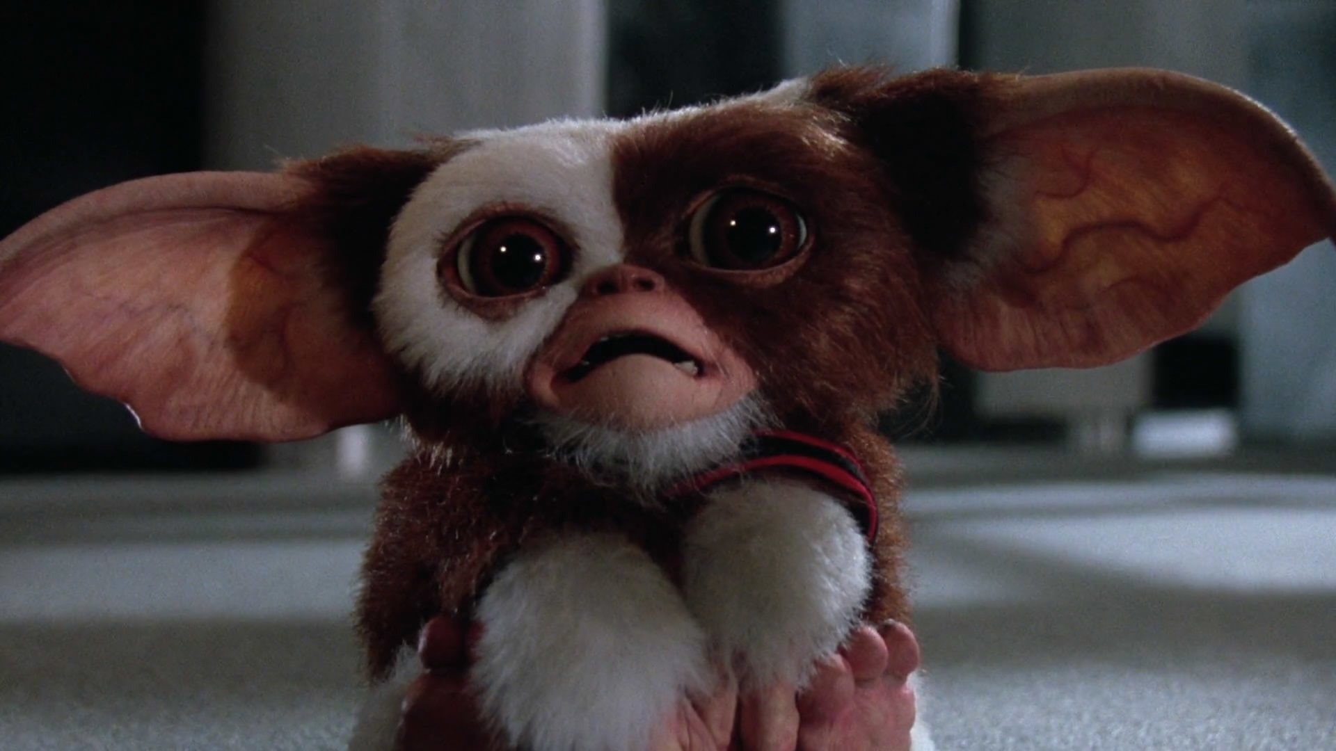 Gizmo, Gremlins 2: The New Batch, 1080P, Movie, HD Wallpaper