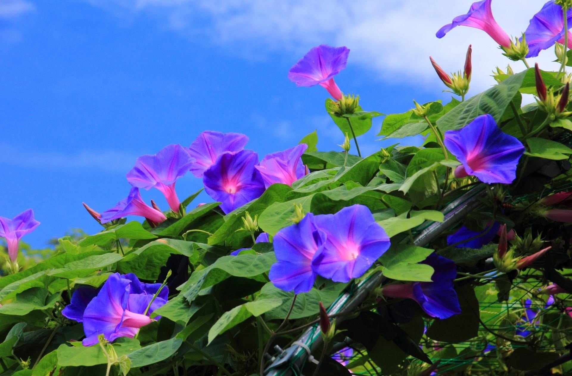 creepers, sky, formal Garden, beauty In Nature, flowerbed, plant, morning, outdoors, growth, morning glory, close-up, flower, flower Head, green Color, HD Wallpaper