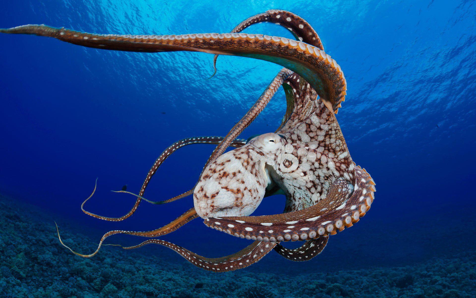corals, 1080P, ocean, fishes, octopus, images, shellfish, HD Wallpaper