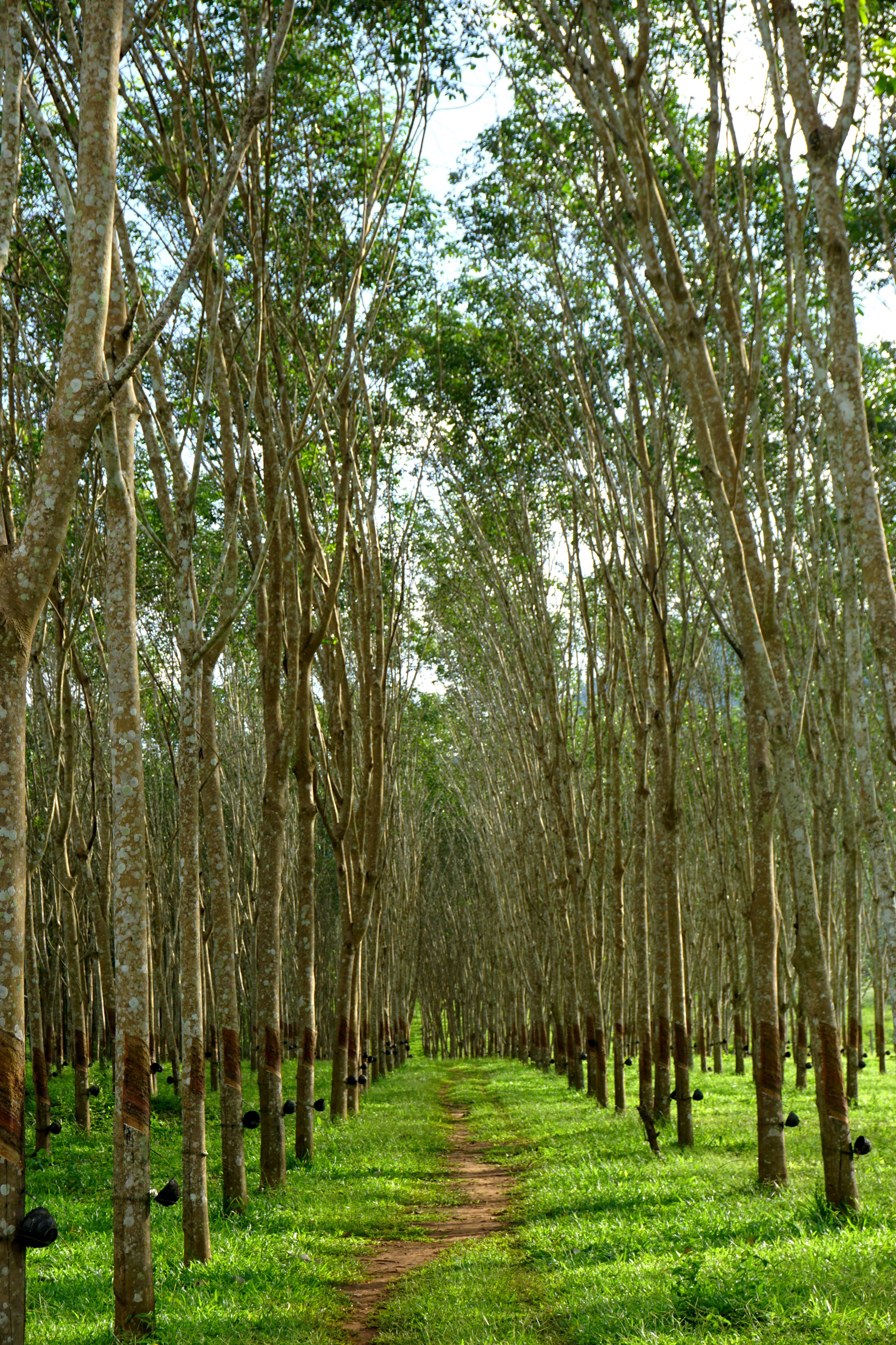 treelined, growth, environment, plantation, in a row, tree trunk, day, no people, woodland, bamboo - plant, thailand, green color, kanchanaburi, rubber tree, Phone HD Wallpaper