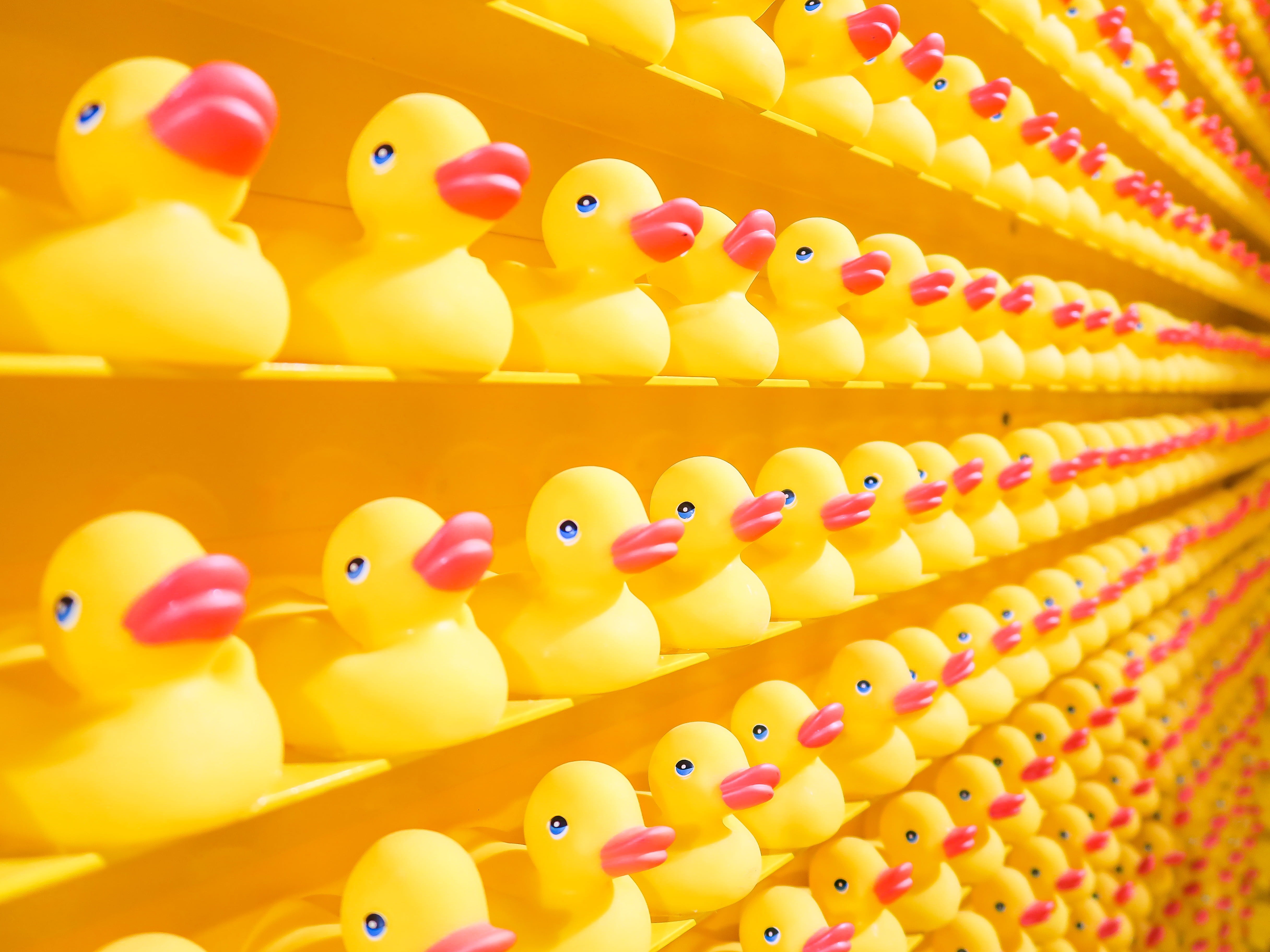 tons, no people, large group of objects, ducks, bright color, close-up, screensaver, options, rubber duck, choice, multi colored, duck, yellow, abundance, HD Wallpaper
