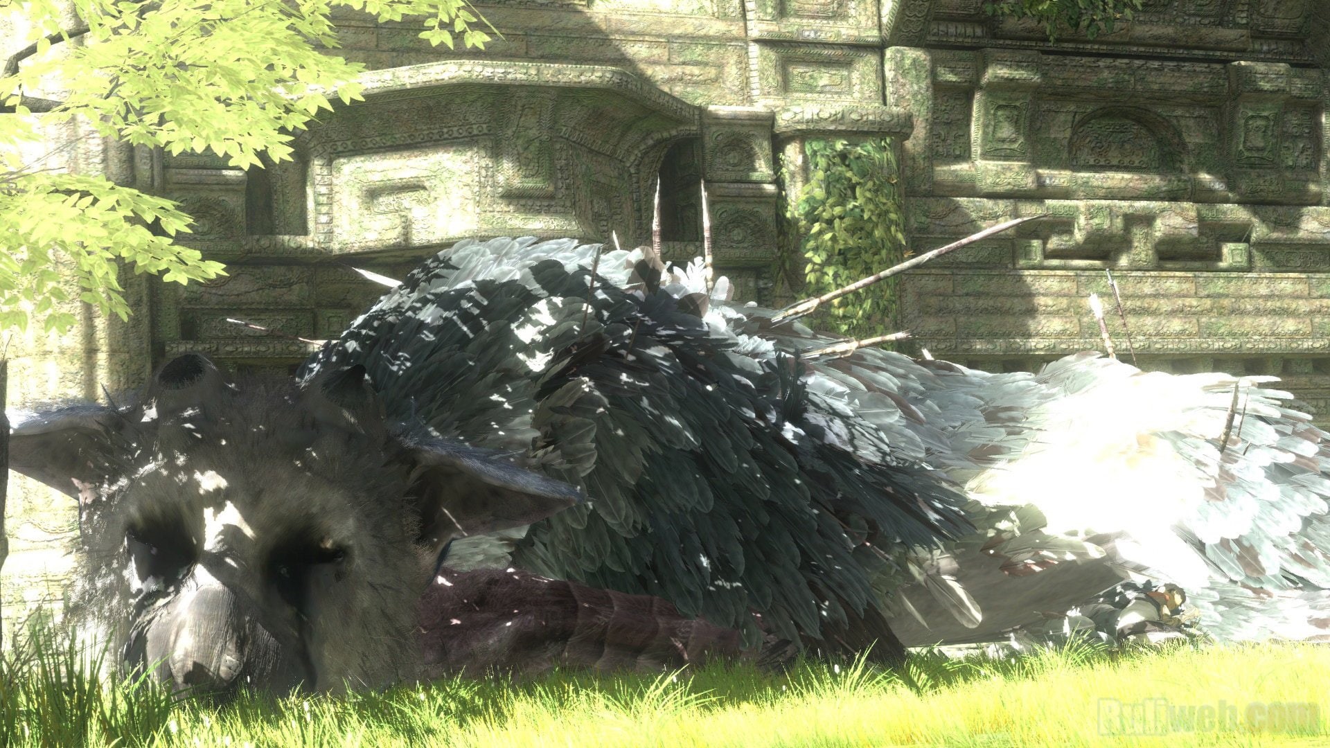 1080P, The Last Guardian, Video Game, HD Wallpaper