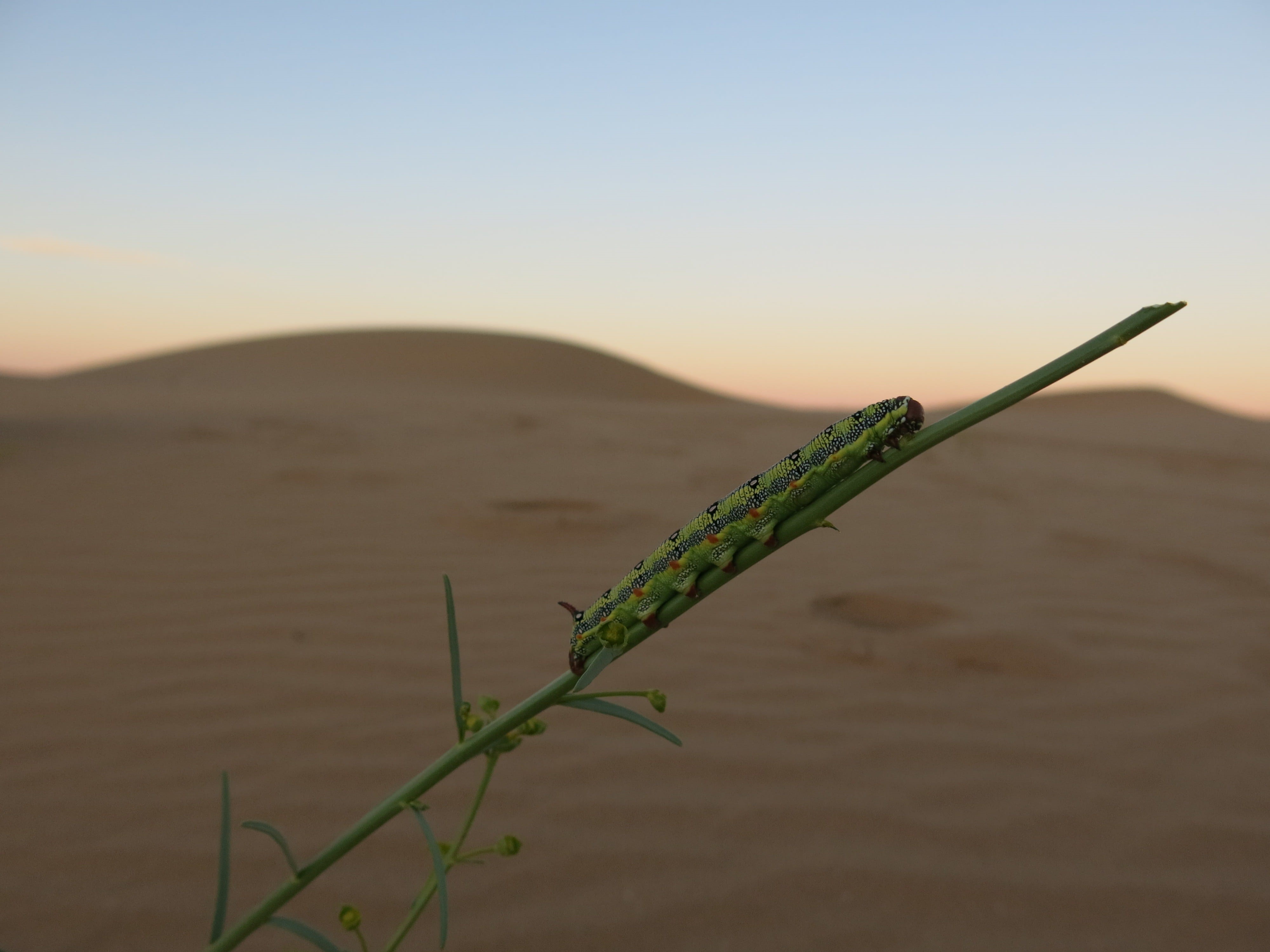 sting, sunlight, landscape, desert crawler, clear sky, focus on foreground, growth, sunset, land, beauty in nature, day, sand, no people, tranquil scene, HD Wallpaper
