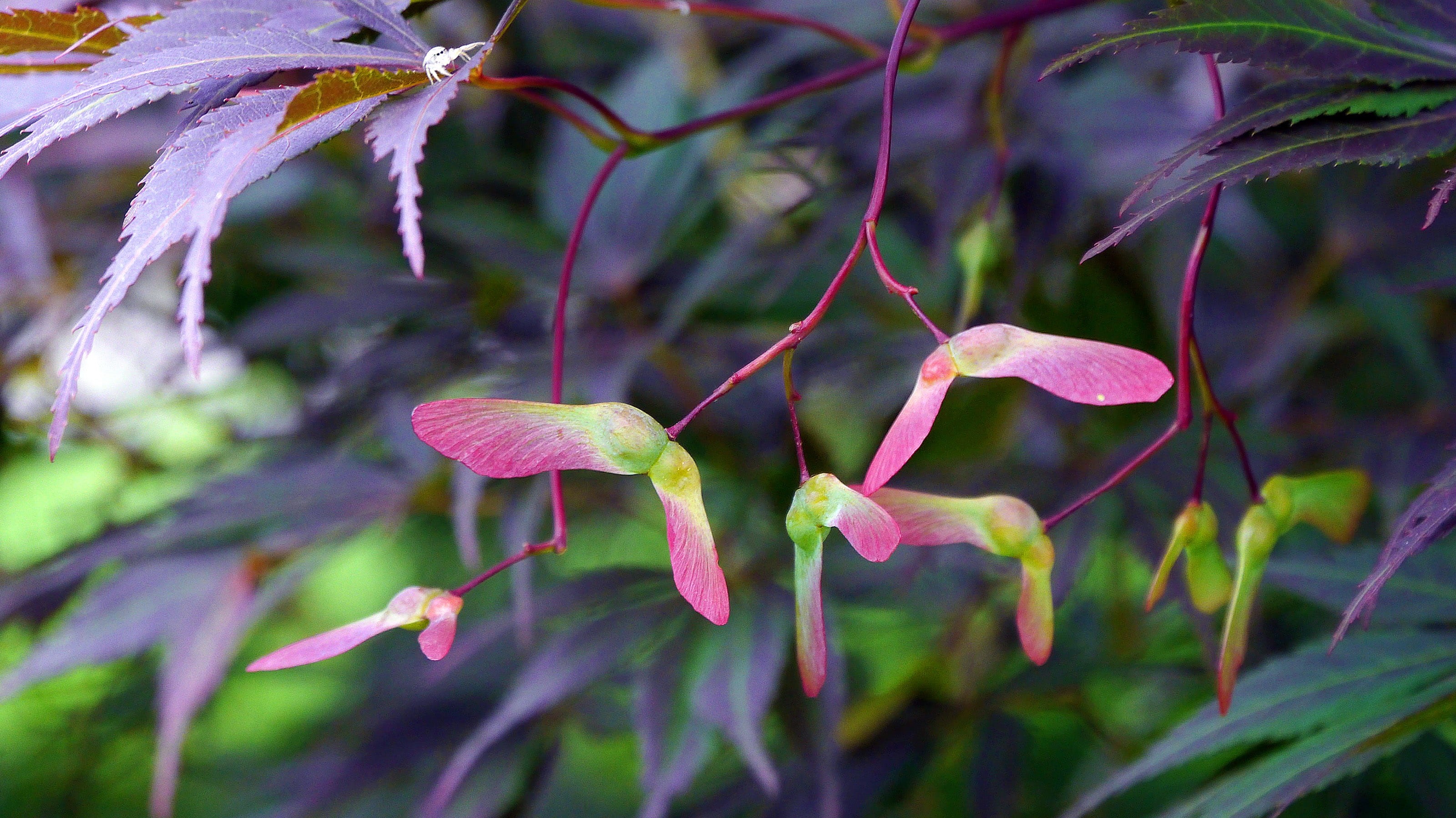 acer palmatum, plant, dwarf, maple leaves pictures, green color, food, plant part, day, leaf, focus on foreground, flower, petal, japanese maple leaf red, HD Wallpaper