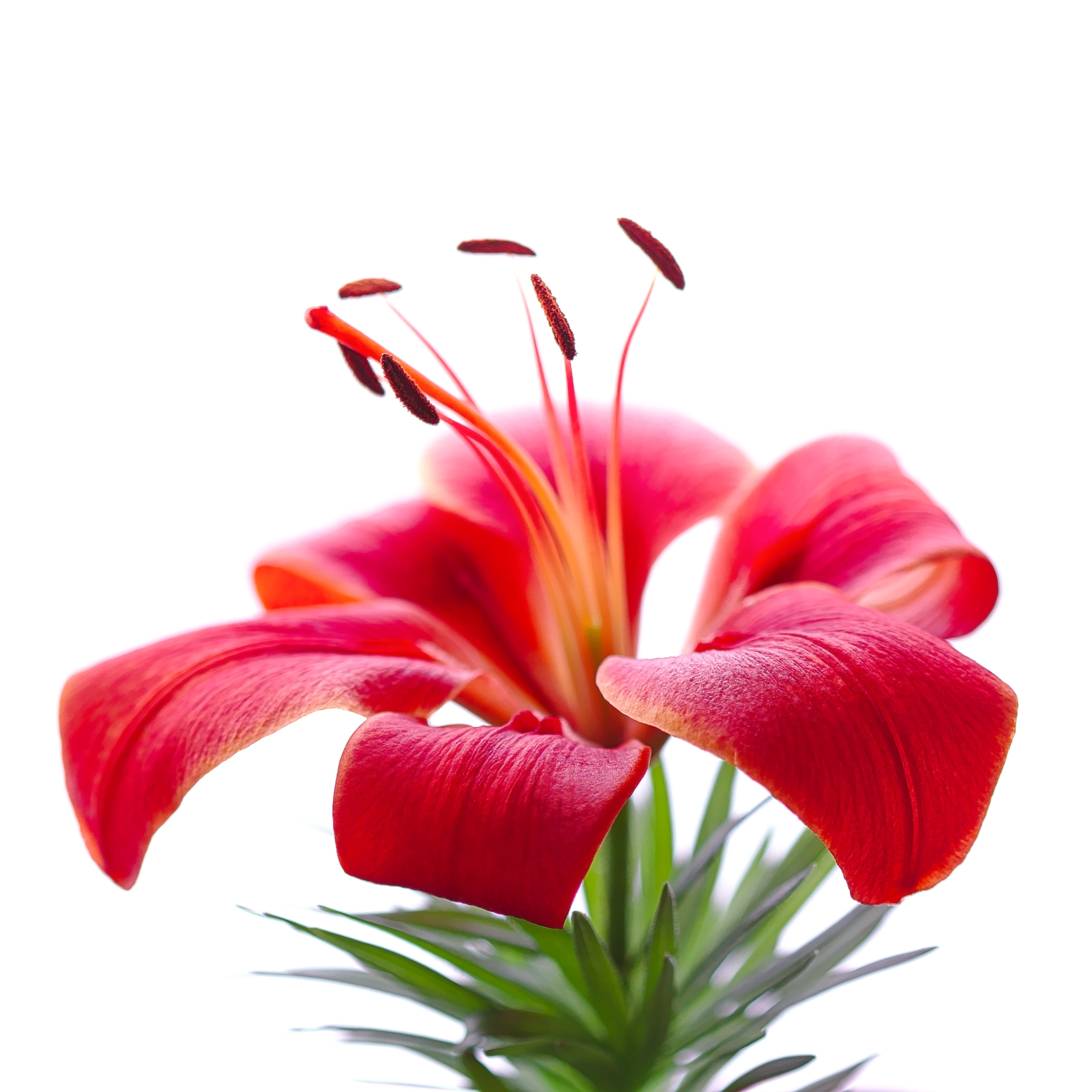 2K, flora, high key, Lilium, flower Head, nature, lily, white, red, flower, leaves, plant, petal, green, Red Dwarf, plants, spring, green leaves, closeup, Phone HD Wallpaper
