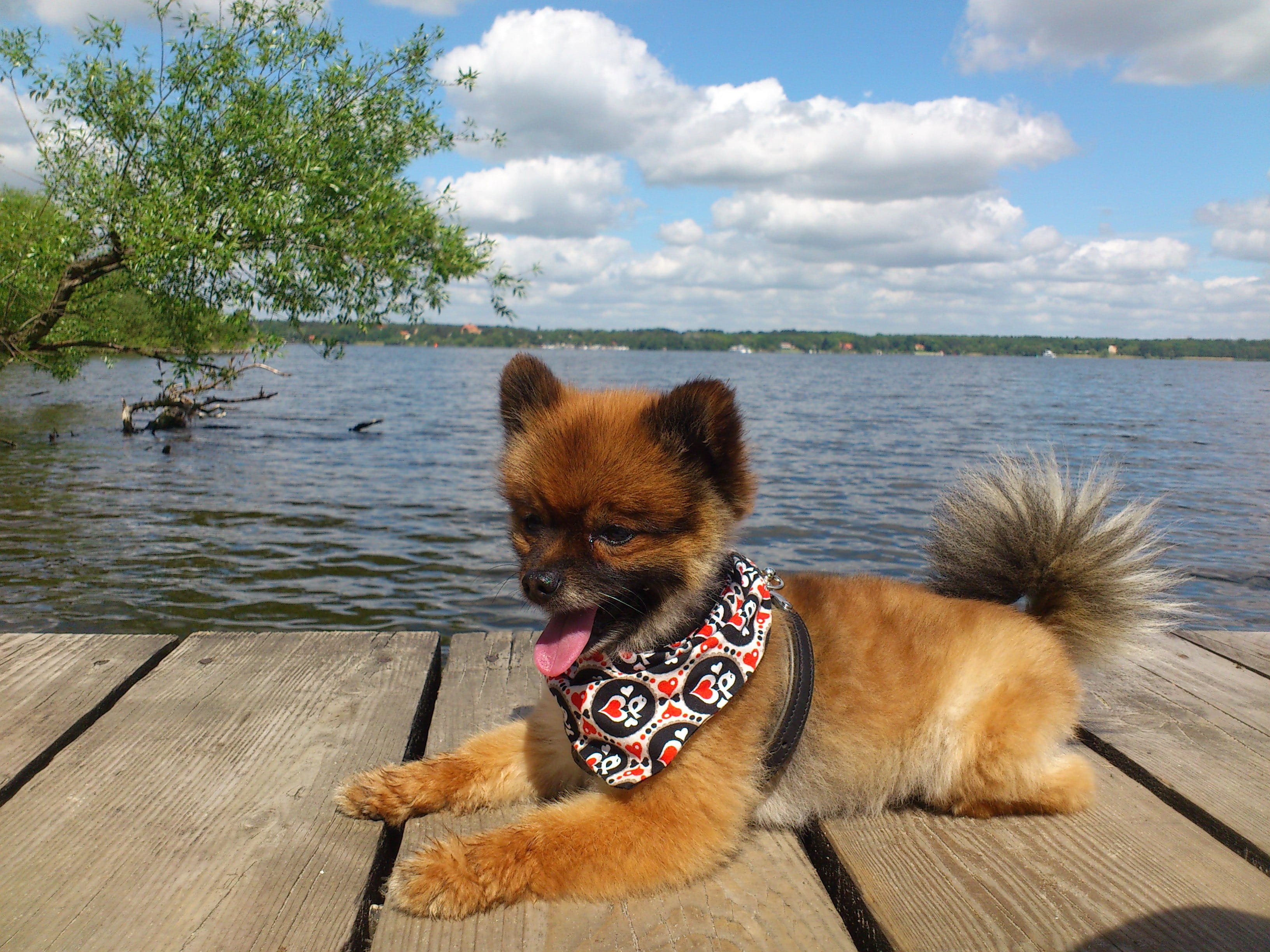 mouth open, pom pom, mammal, canine, fluffy, outdoors, red, nature, vertebrate, cloud - sky, sweet, race, animal themes, wannsee, dwarf spitz, animal, day, HD Wallpaper