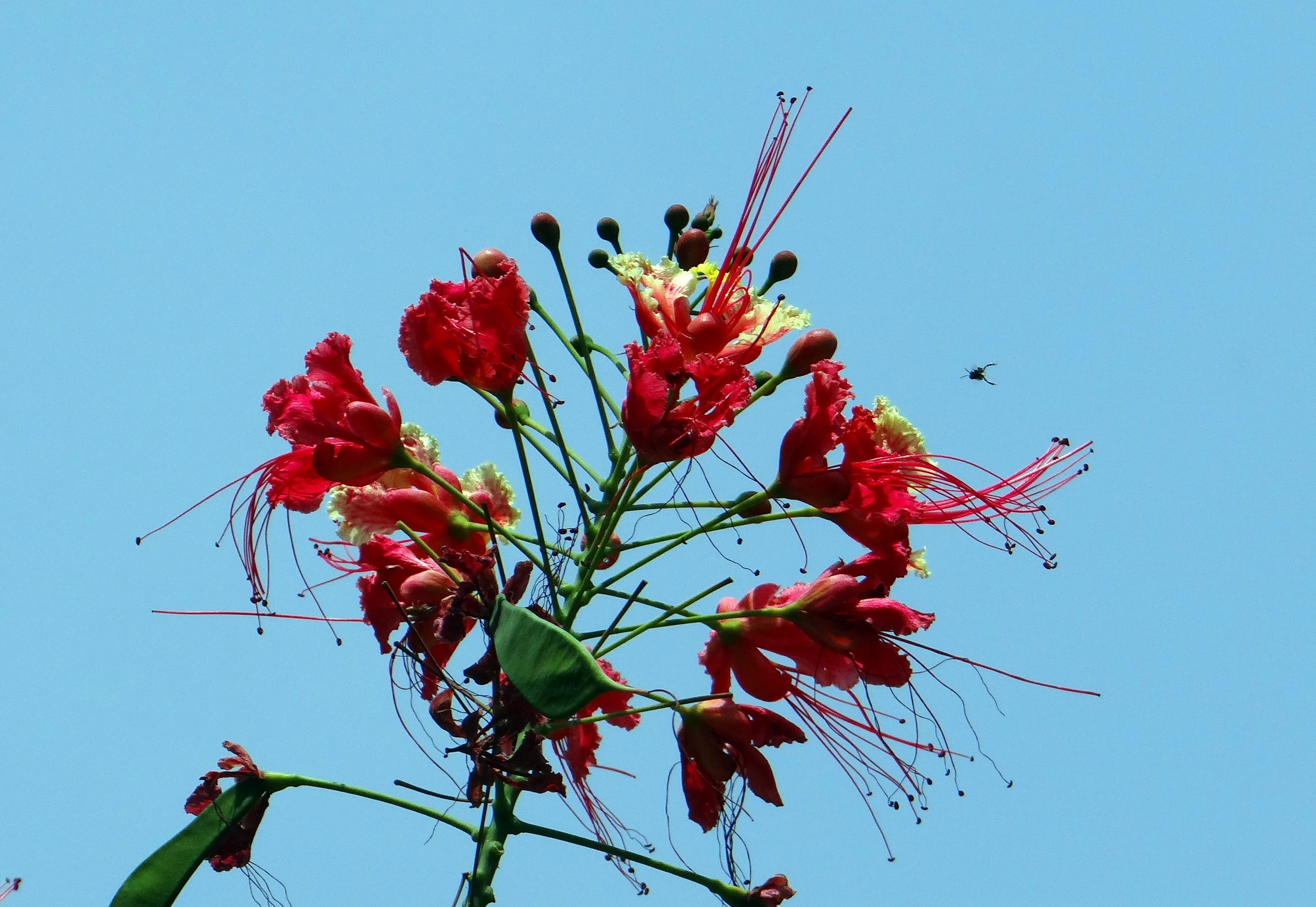 growth, pride of barbados, flower head, close-up, radhachura, flower, sidhakya, flowering plant, petal, dwarf poinciana, beauty in nature, vulnerability, HD Wallpaper