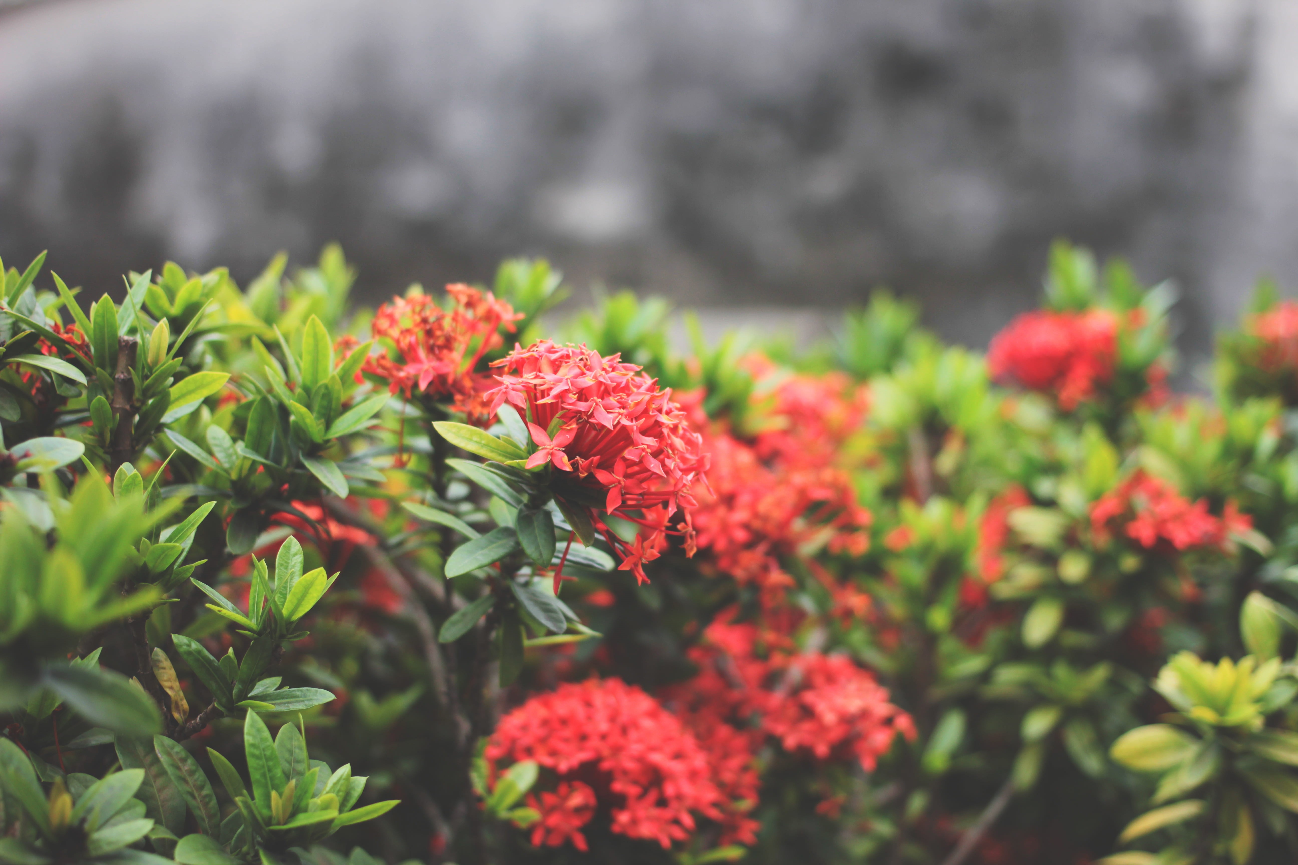growth, vulnerability, fragility, 5K, petaled, plant part, ornamental garden, green, nature, no people, flowering plant, plant, day, green color, dwarf ixora, HD Wallpaper