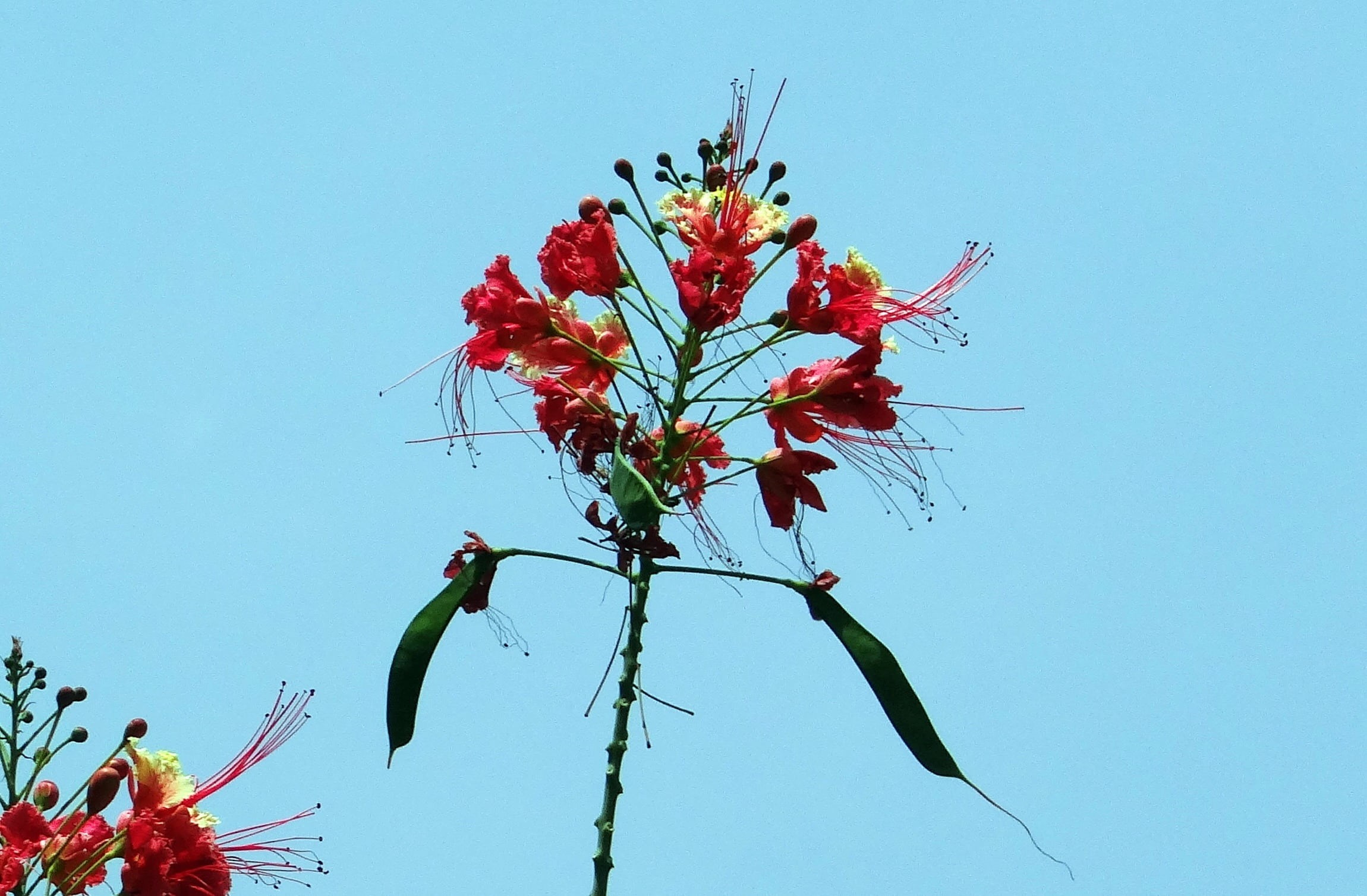 sky, growth, freshness, radhachura, vulnerability, copy space, no people, peacock flower, flower, flower head, shrub, dwarf poinciana, red, india, outdoors, HD Wallpaper