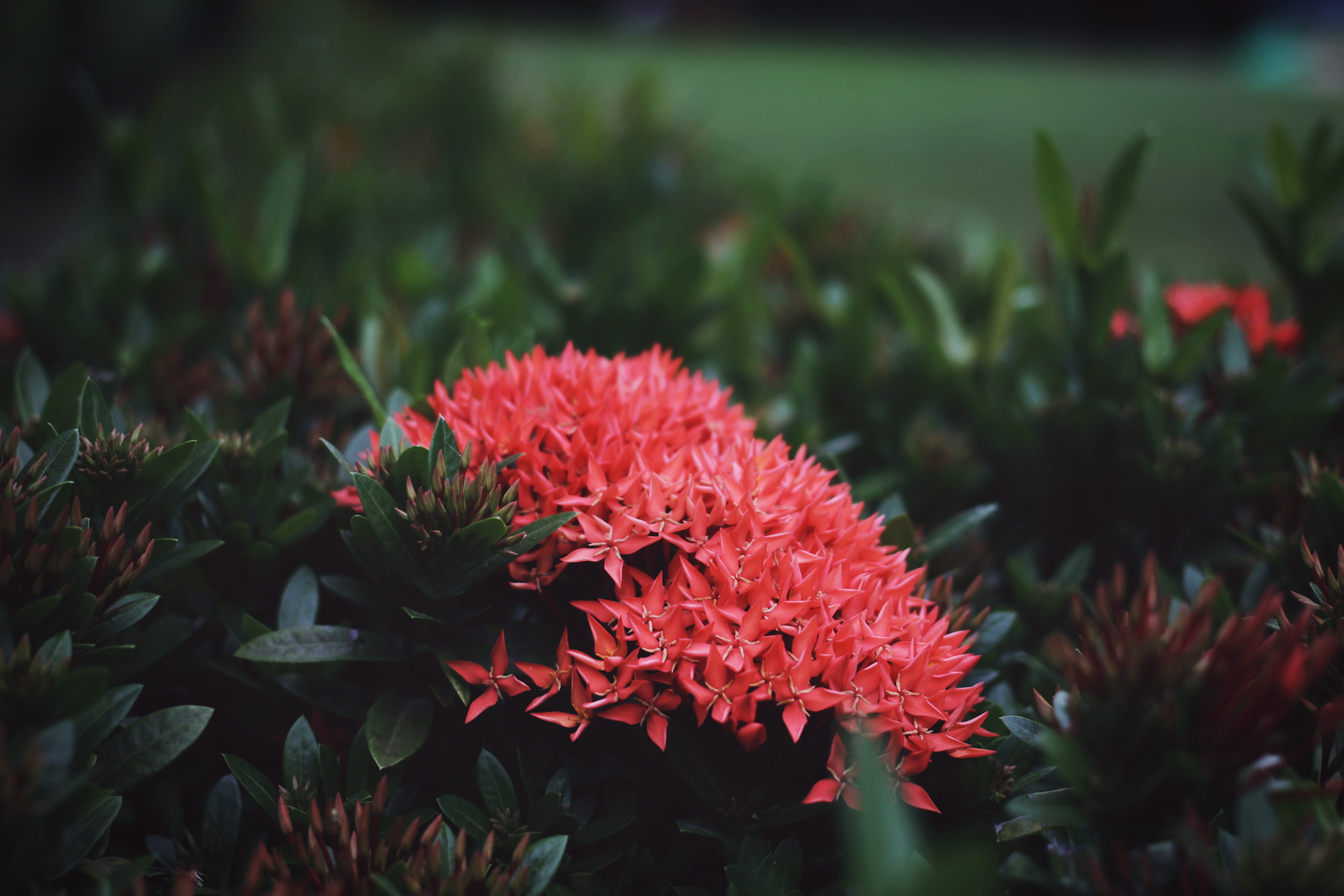beauty in nature, taiwan, petal, bunch of flowers, red, 5K, botany, flower, taichung city, flower head, pink color, focus on foreground, no people, nature, HD Wallpaper
