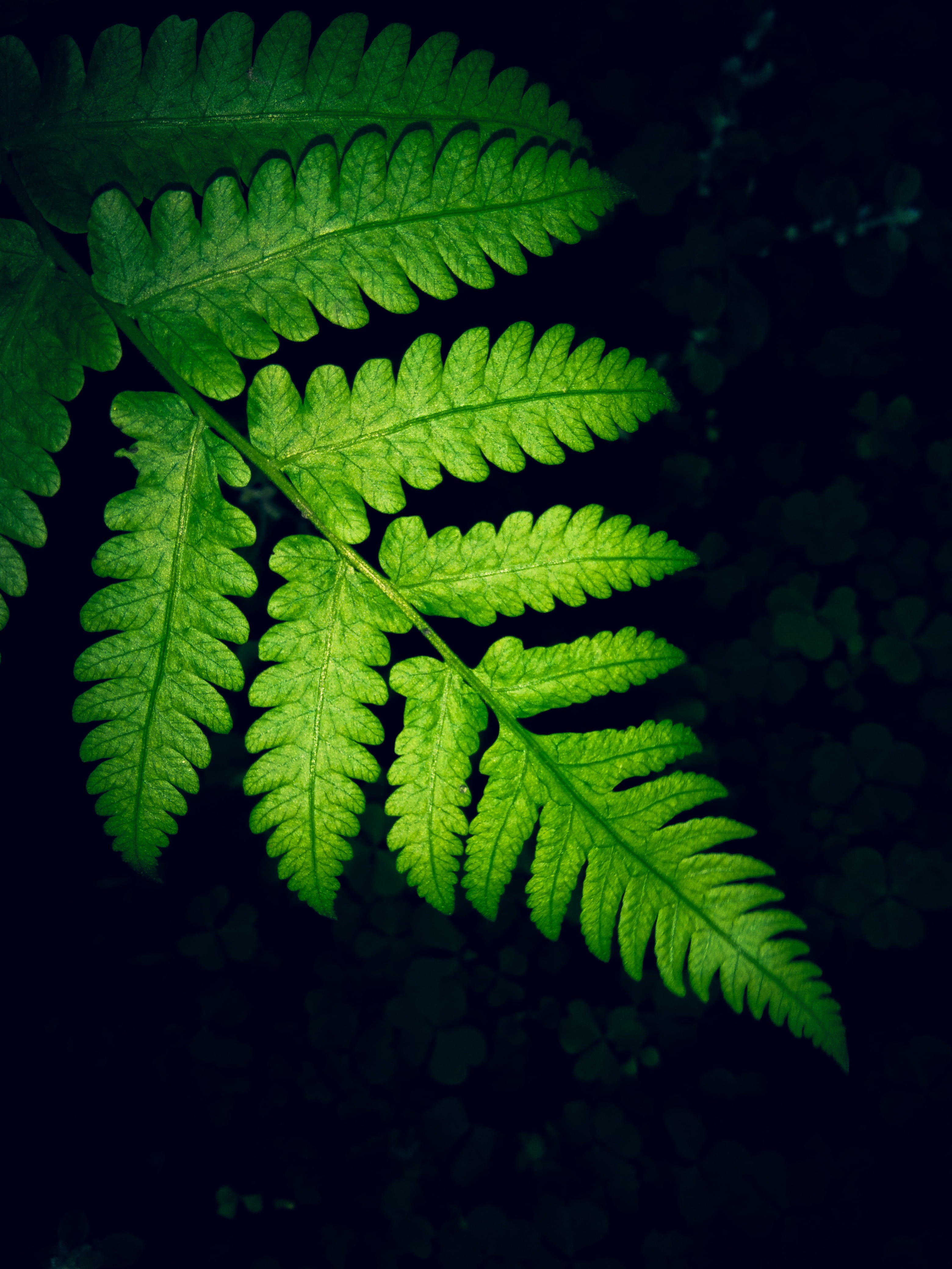 beauty in nature, fern, growth, samsung, outdoors, plant, day, selective focus, green, plant part, high angle view, vulnerability, fragility, Phone HD Wallpaper