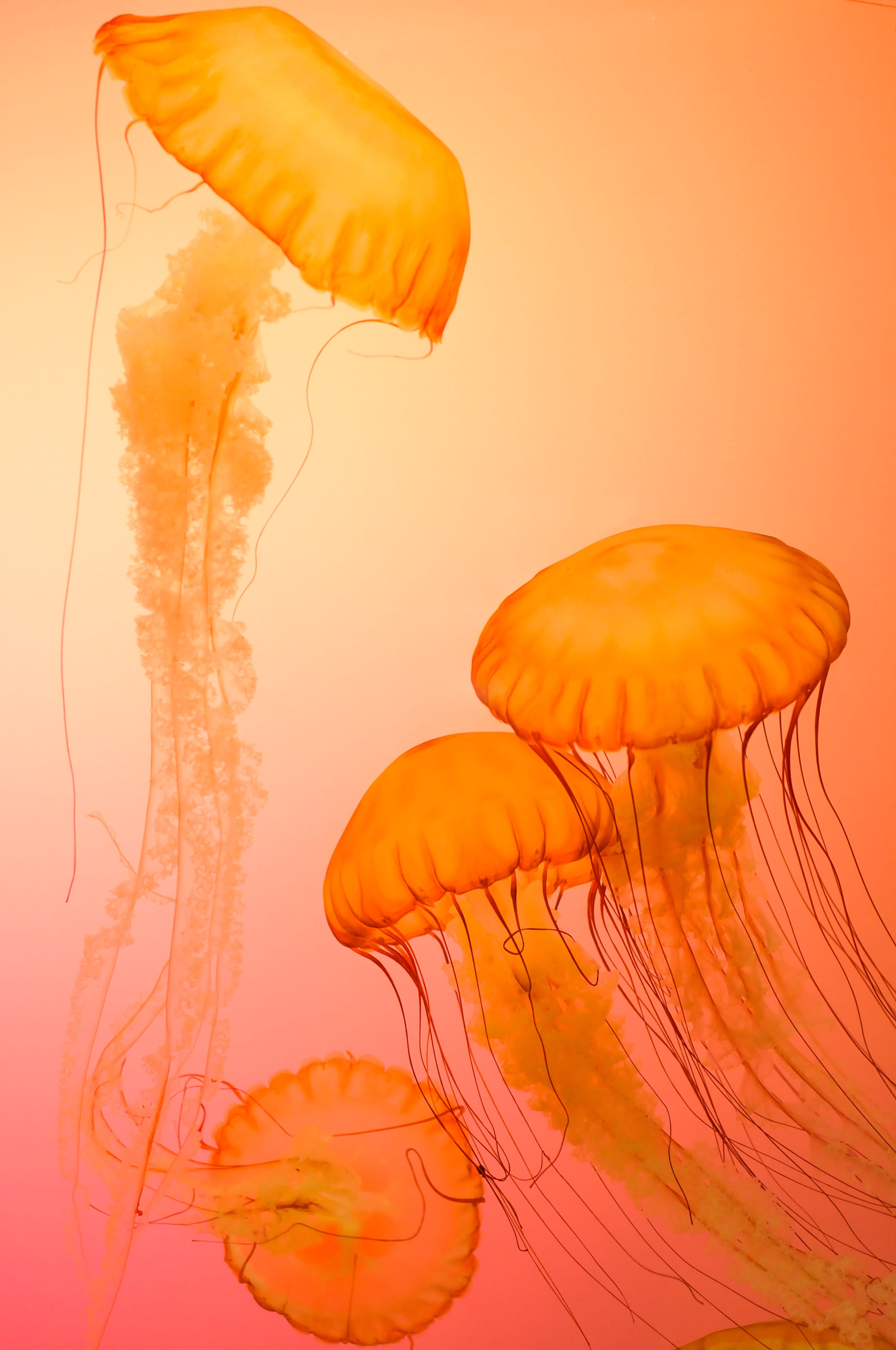 undersea, studio shot, animals, underwater, jellyfish, swimming, mobile, water,, jelly fish, floating on water, Phone HD Wallpaper