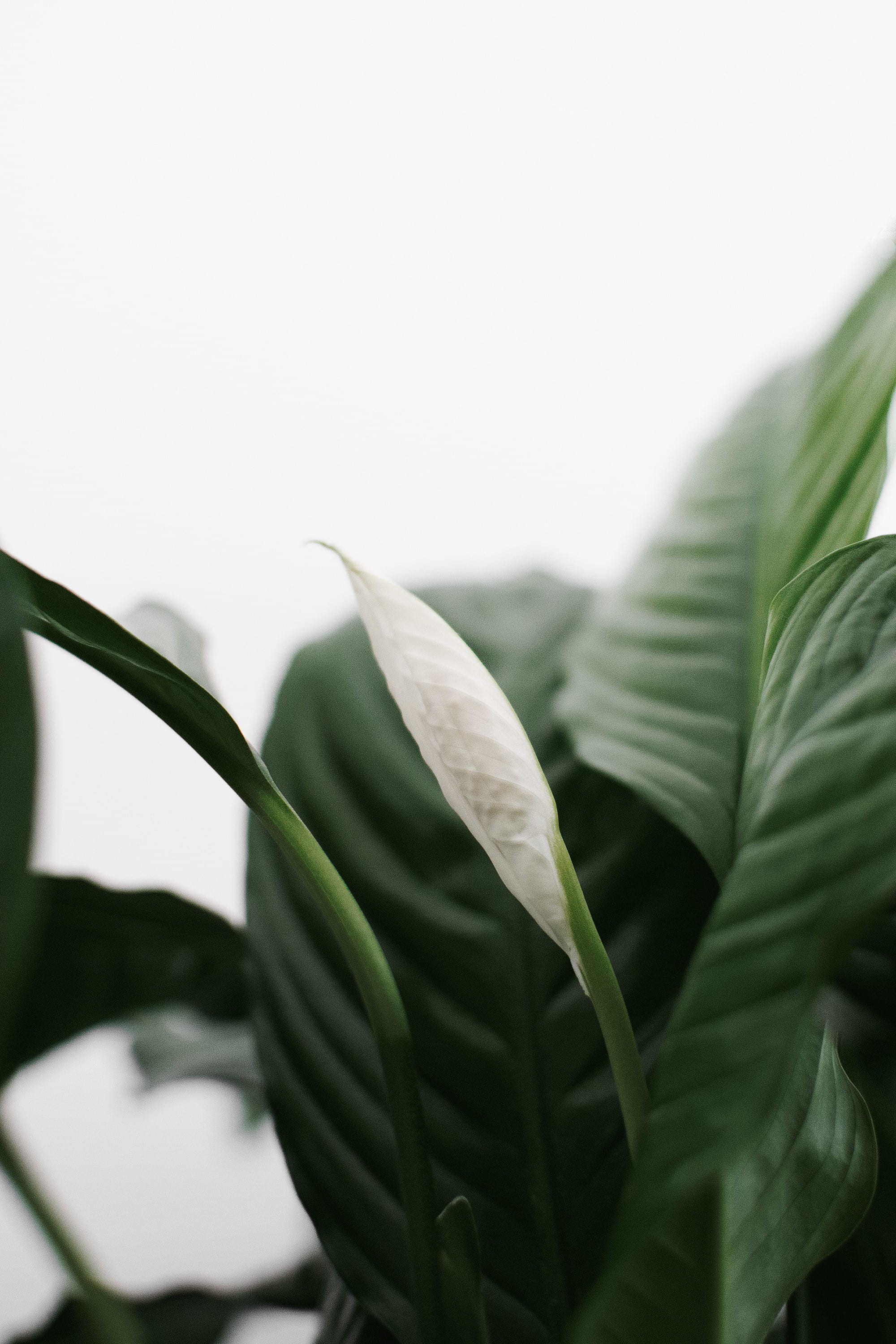 leaf, outdoors, photo, plant part, freshness, nature, day, selective focus, samsung, flowering plant, 2K, focus on foreground, fragility, growth, Phone HD Wallpaper