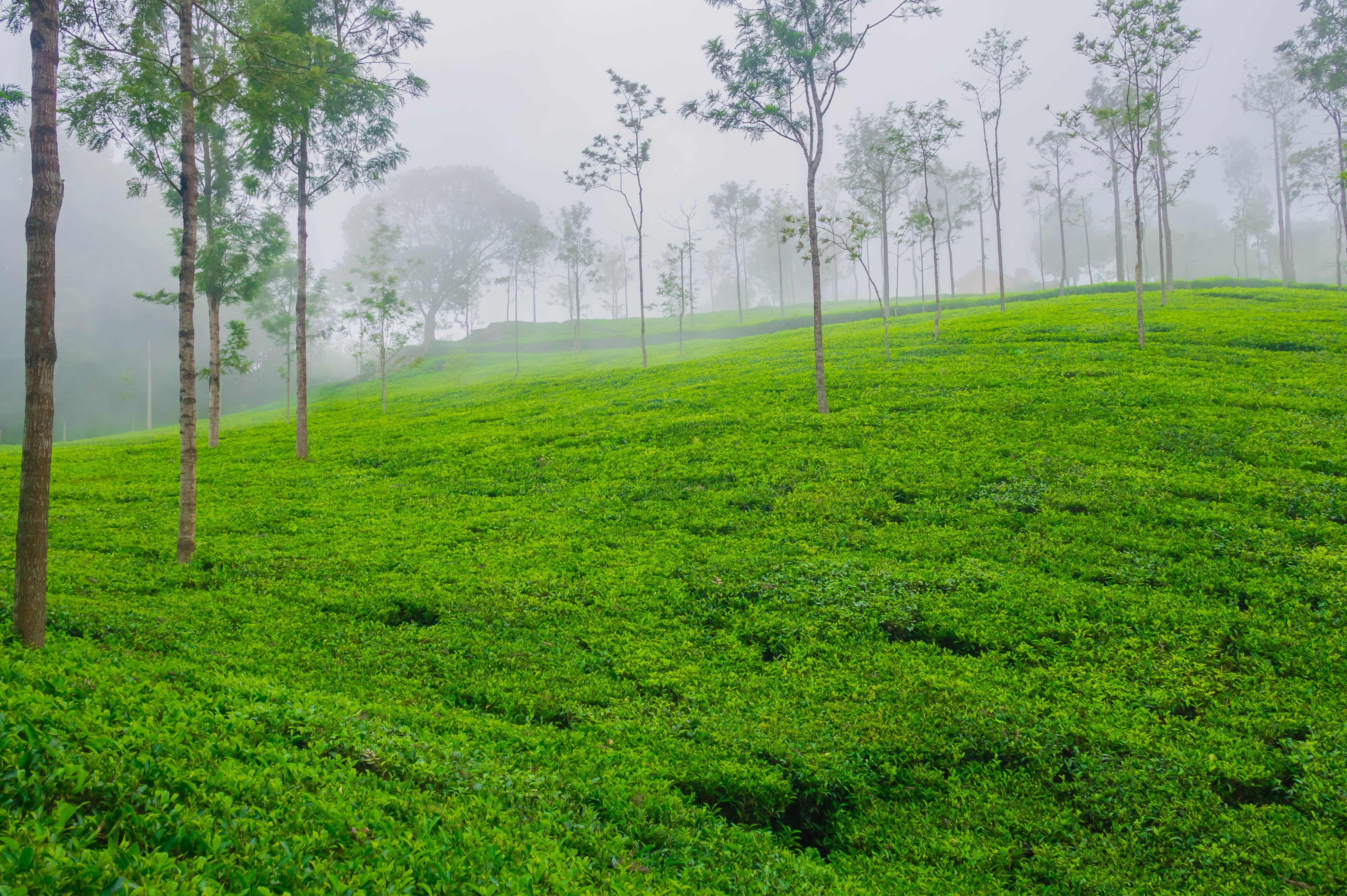 Coonoor, Panorama, Nilgiri Biosphere Reserve, Travel, Cloud, LRCC, Tea Plant, green Color, Western Ghats, Tea Plantation, grass, forest, Kumaravel, Samsung NX100, HD Wallpaper