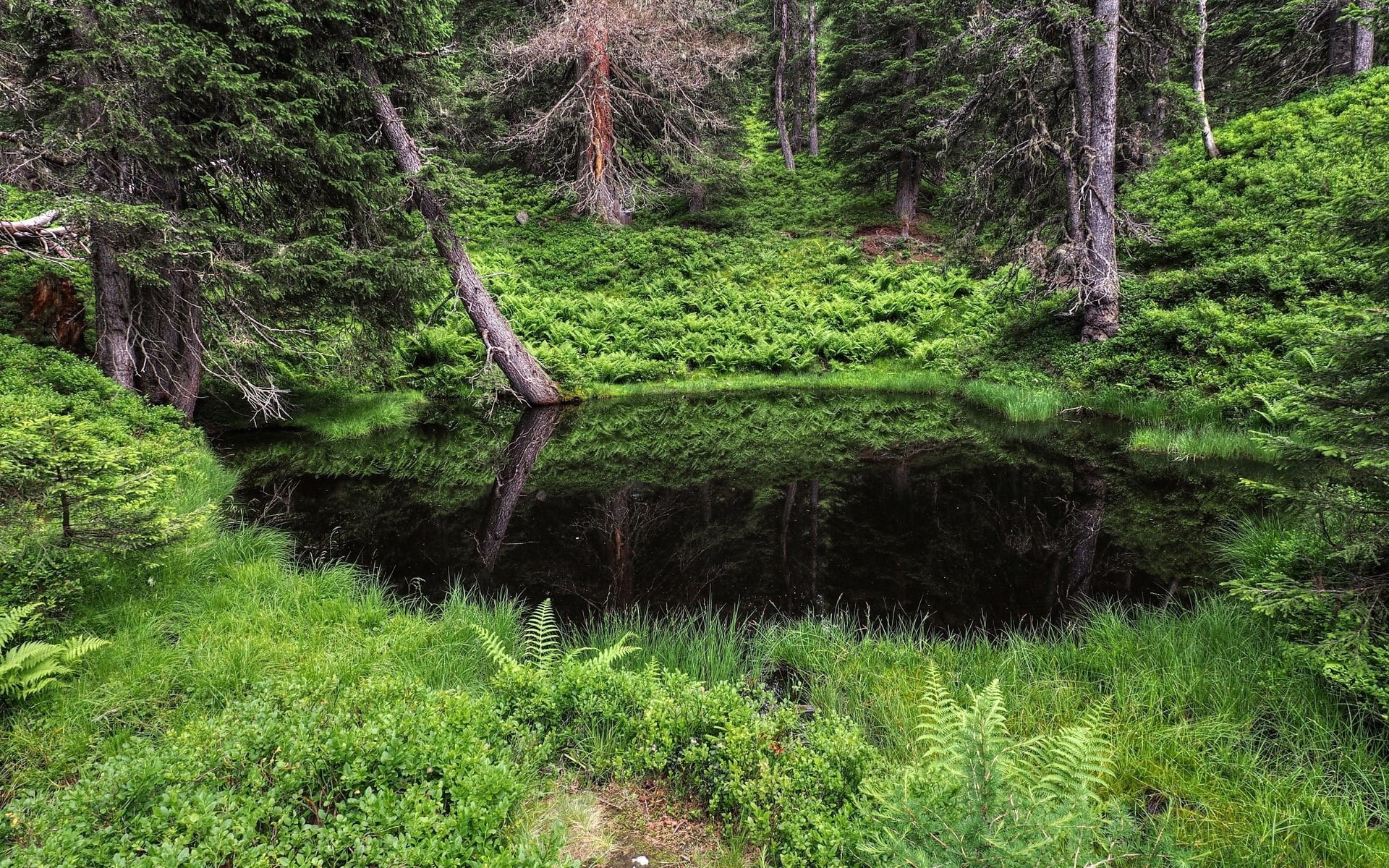 day, non-urban scene, plant, laptop backgrounds nature images 1920x1200, 1080P, no people, lush foliage, outdoors, forest, nature, landscape, foliage, HD Wallpaper
