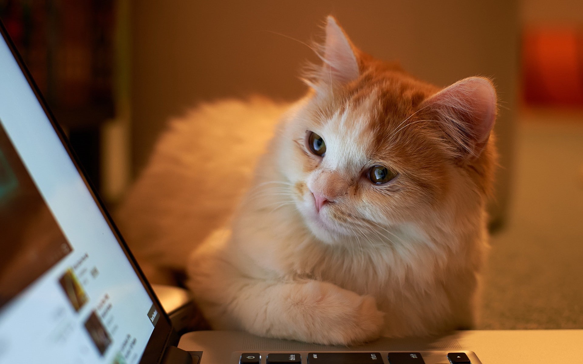 domestic animals, domestic, wireless technology, computer, cat, animals, ginger cat, domestic cat, close-up, 1080P, technology, one animal, animal, communication, HD Wallpaper