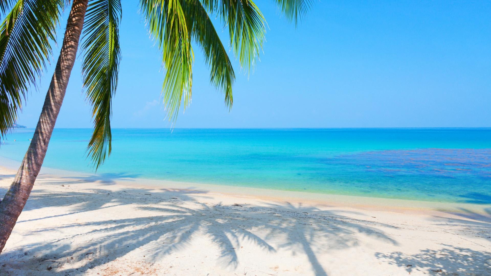 beach, palm trees, palm, reflected, trees, sea, 1080P, desktop, scenery, HD Wallpaper