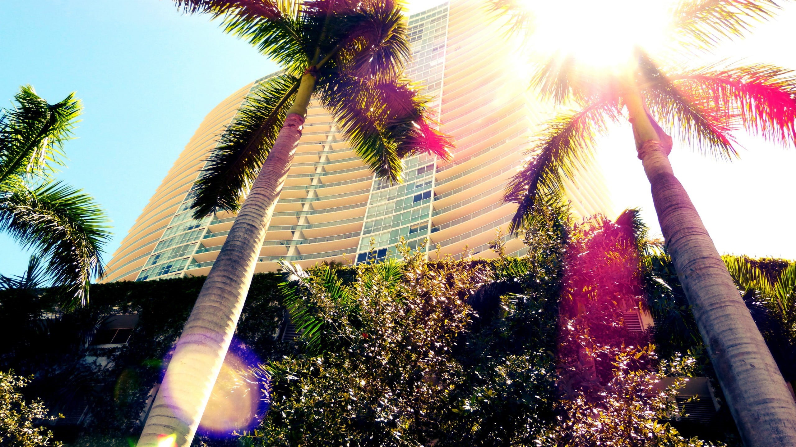 2K, trunk, sunbeam, sunlight, palm leaf, low angle view, tropical climate, day, no people, plant, architecture, outdoors, sky, tree trunk, Florida, Miami, HD Wallpaper