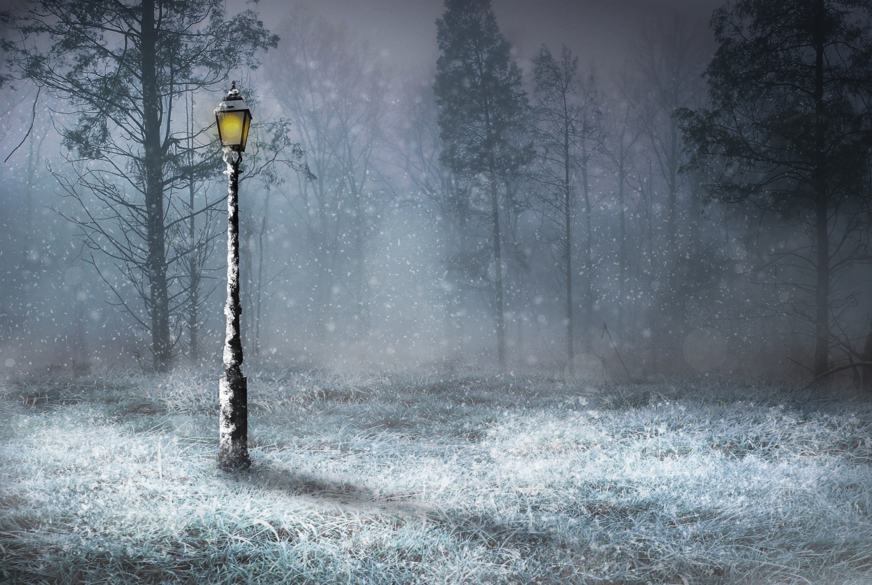 street light, plant, no people, tree, ice, season, snowing, woodland, fog, non-urban scene, weather, land, 2K, scenics - nature, snow, woods, nature, lamp light, HD Wallpaper