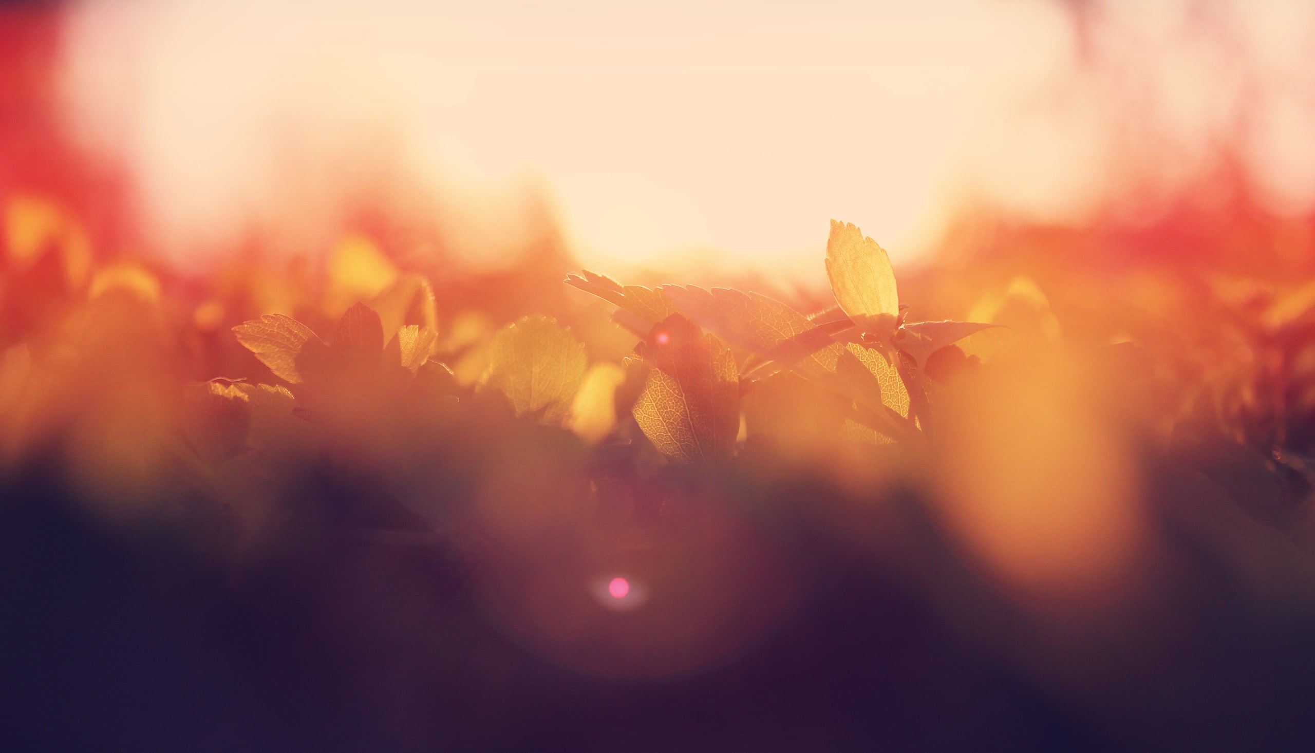 blurred, plants, 2K, warm colors, HD Wallpaper