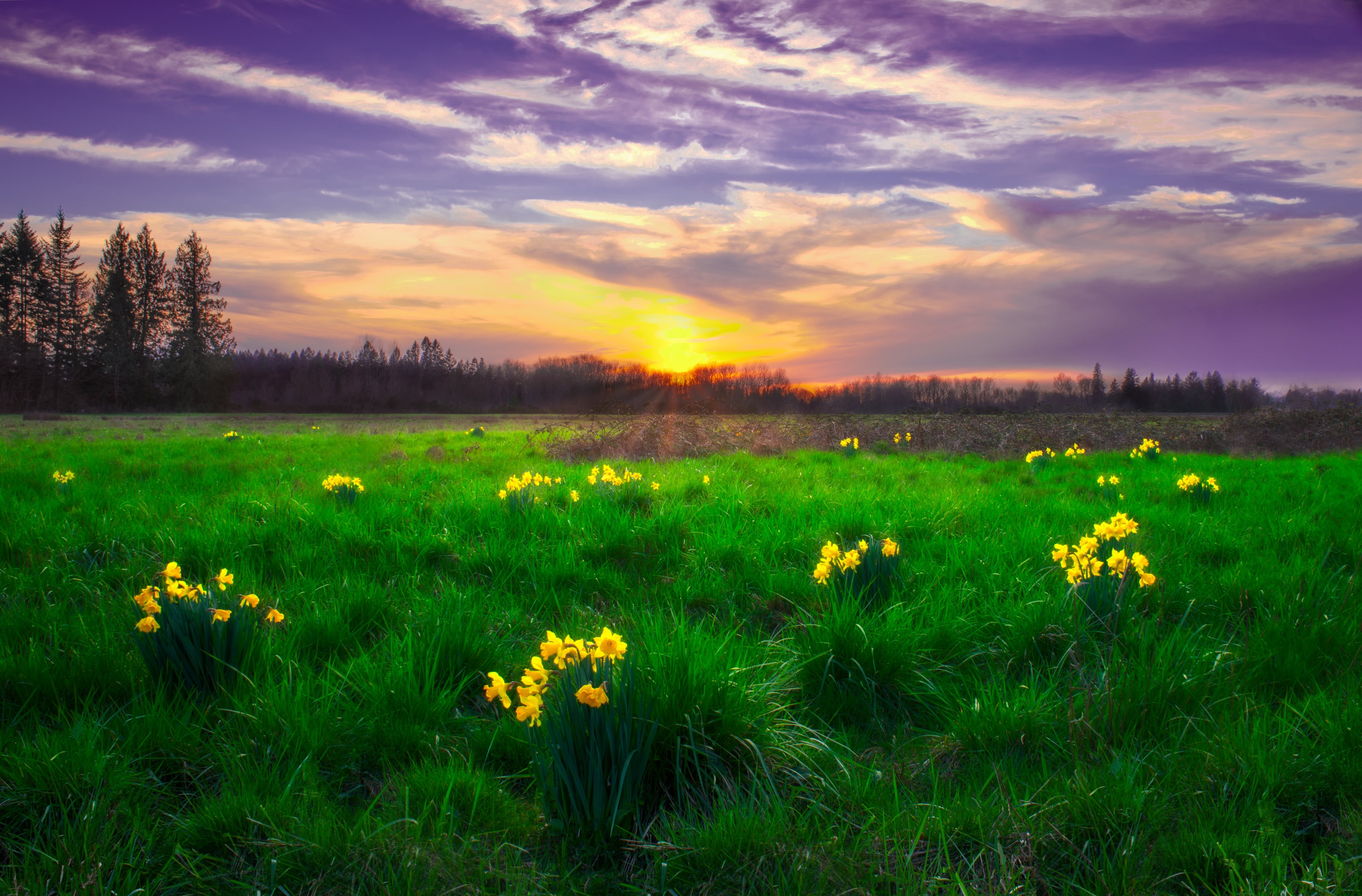 4K, surrounds, flowers, grass, beauty In Nature, Sunset, rural Scene, green Color, plant, Daffodil, yellow, landscape, cloud - Sky, sky, summer, Oregon, HD Wallpaper