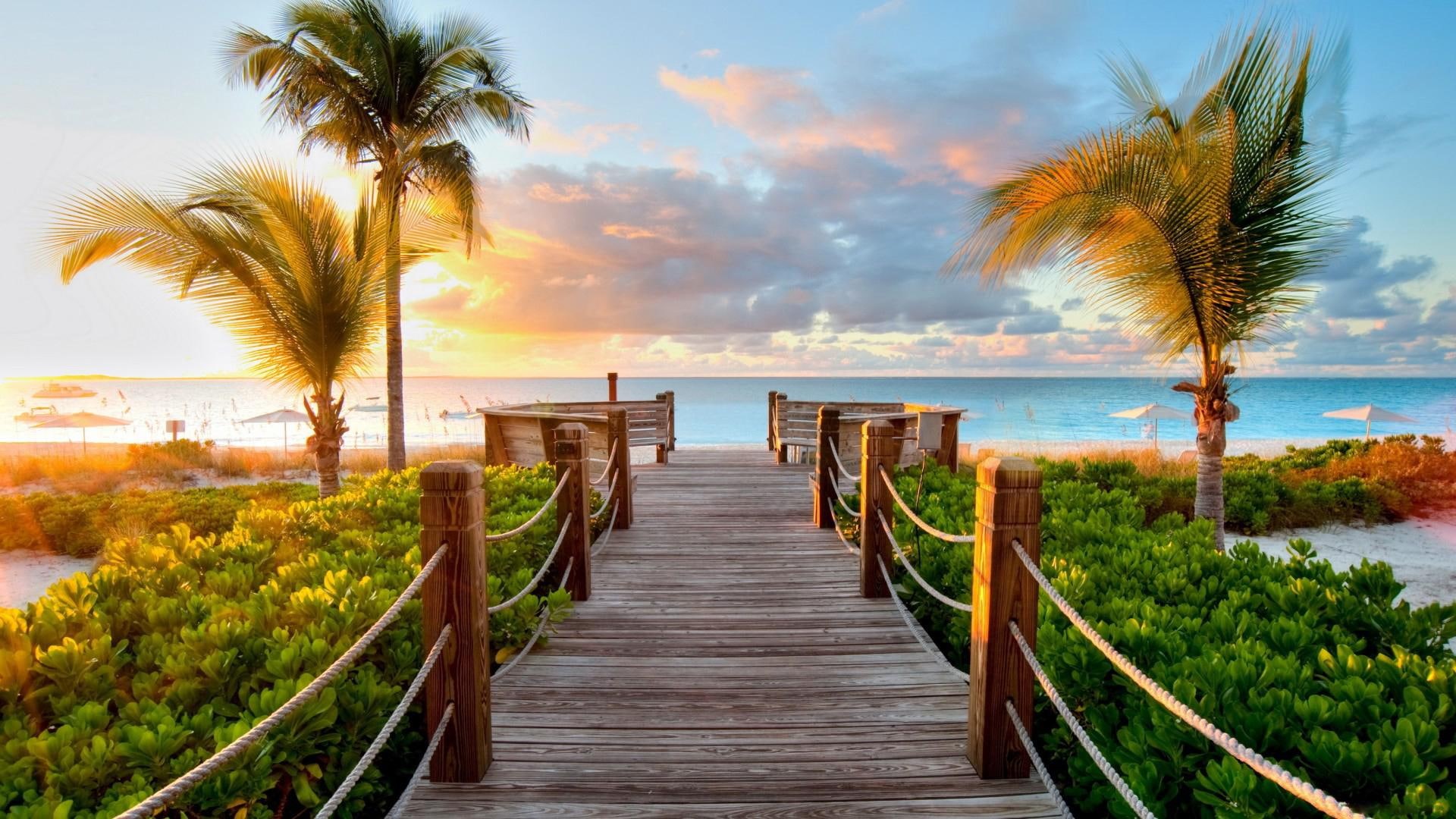 palm, 1080P, palm trees, beach, sea, track, ocean, trees, HD Wallpaper