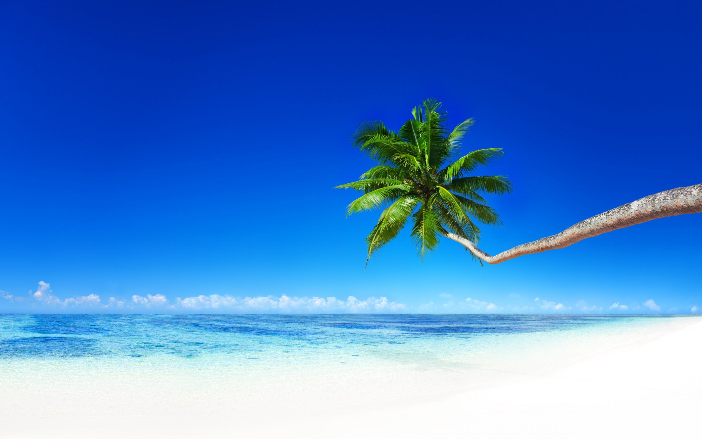 coast, palm, paradise, tropical, 2K, Ocean, summer, beach, Sea, HD Wallpaper