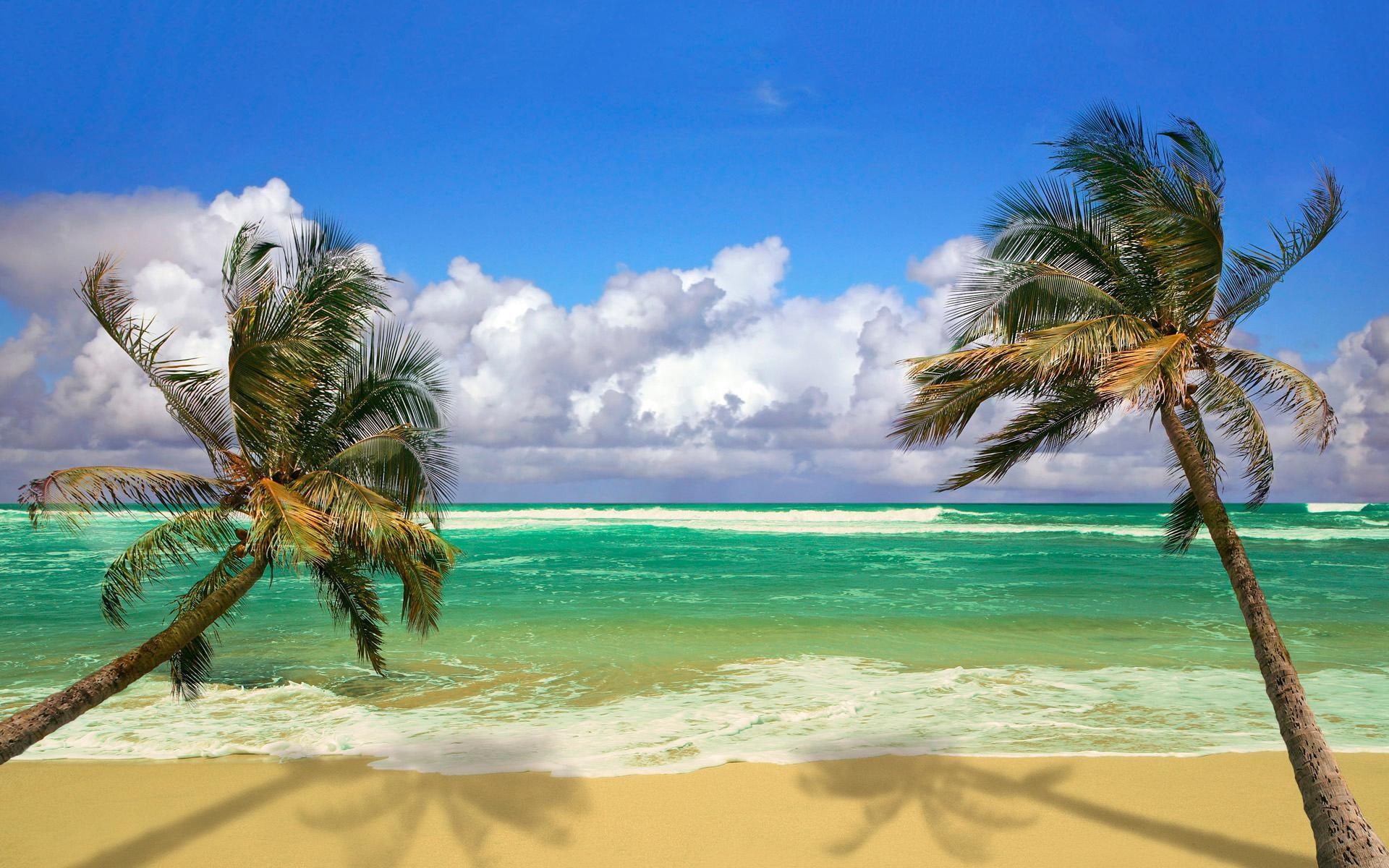 beach, 1080P, nature, ocean, palms, HD Wallpaper