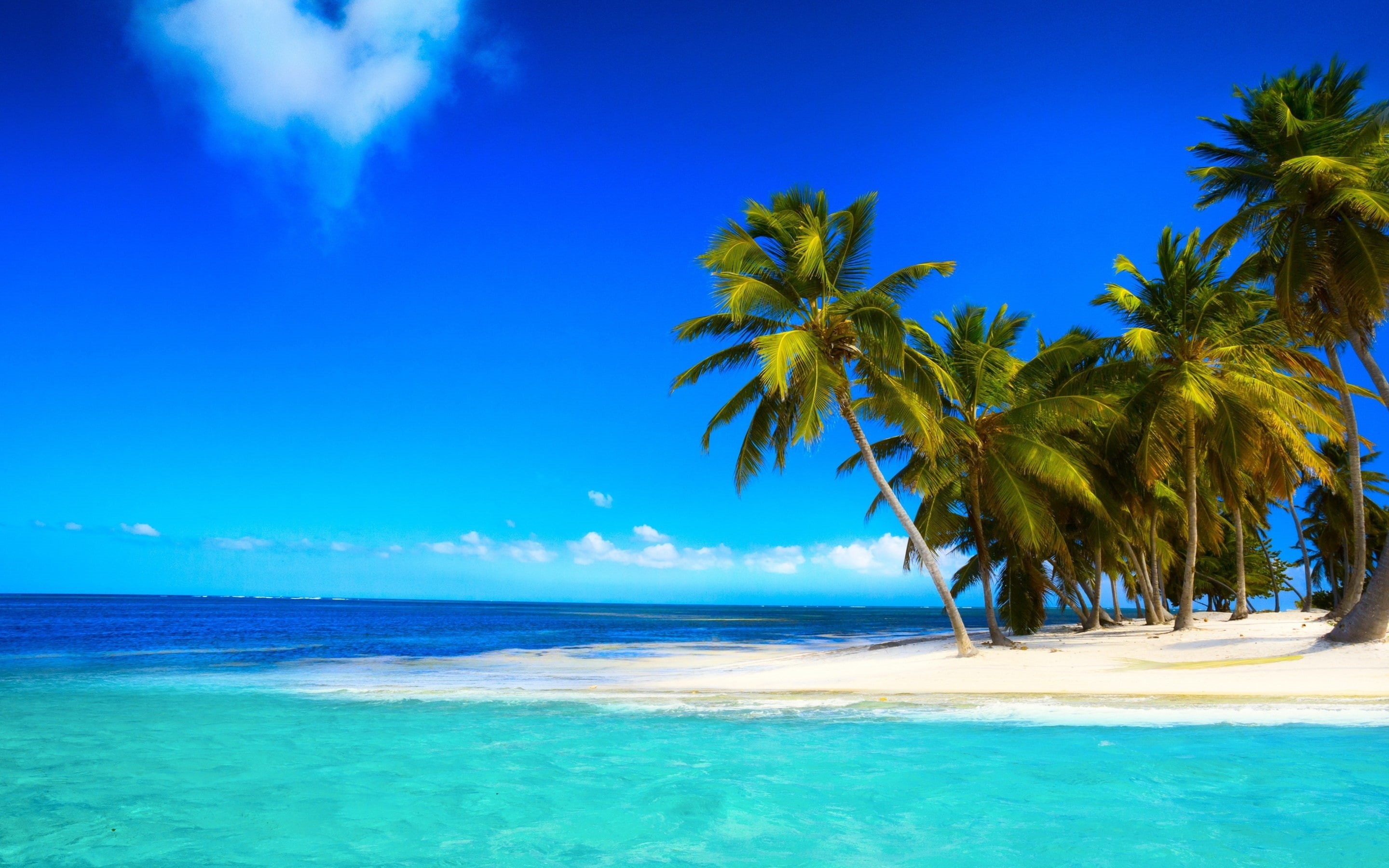 palm, corner, ocean, 2K, sky, landscape, palms, beach, HD Wallpaper