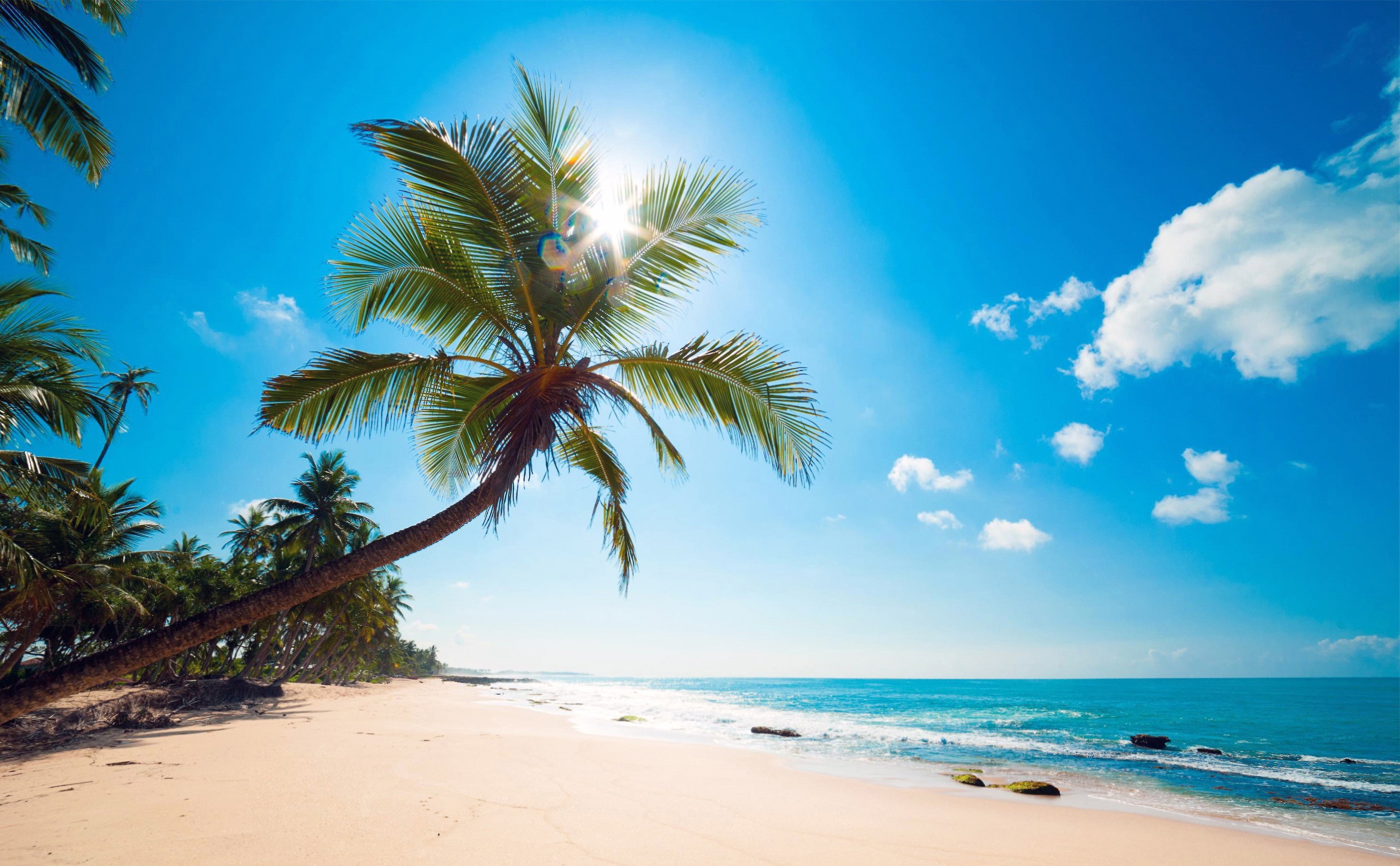 seashore, photography, Ocean, tropics, palm, palm trees, beach, 2K, trees, HD Wallpaper