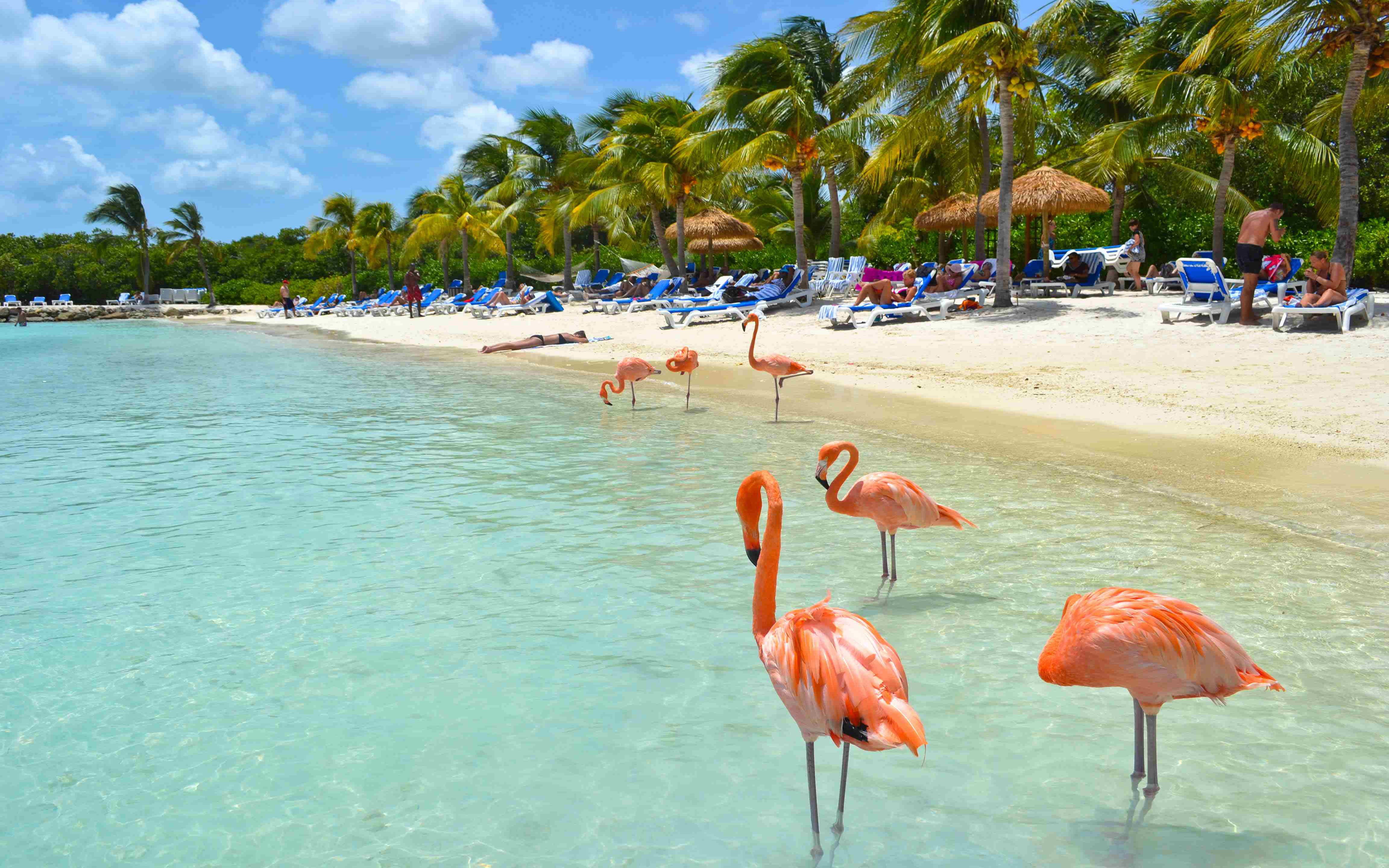 plant, animal themes, animal wildlife, sea, beach, aruba, animal, tree, bird, vertebrate, flamingo, land, palm tree, tropical climate, nature, HD Wallpaper