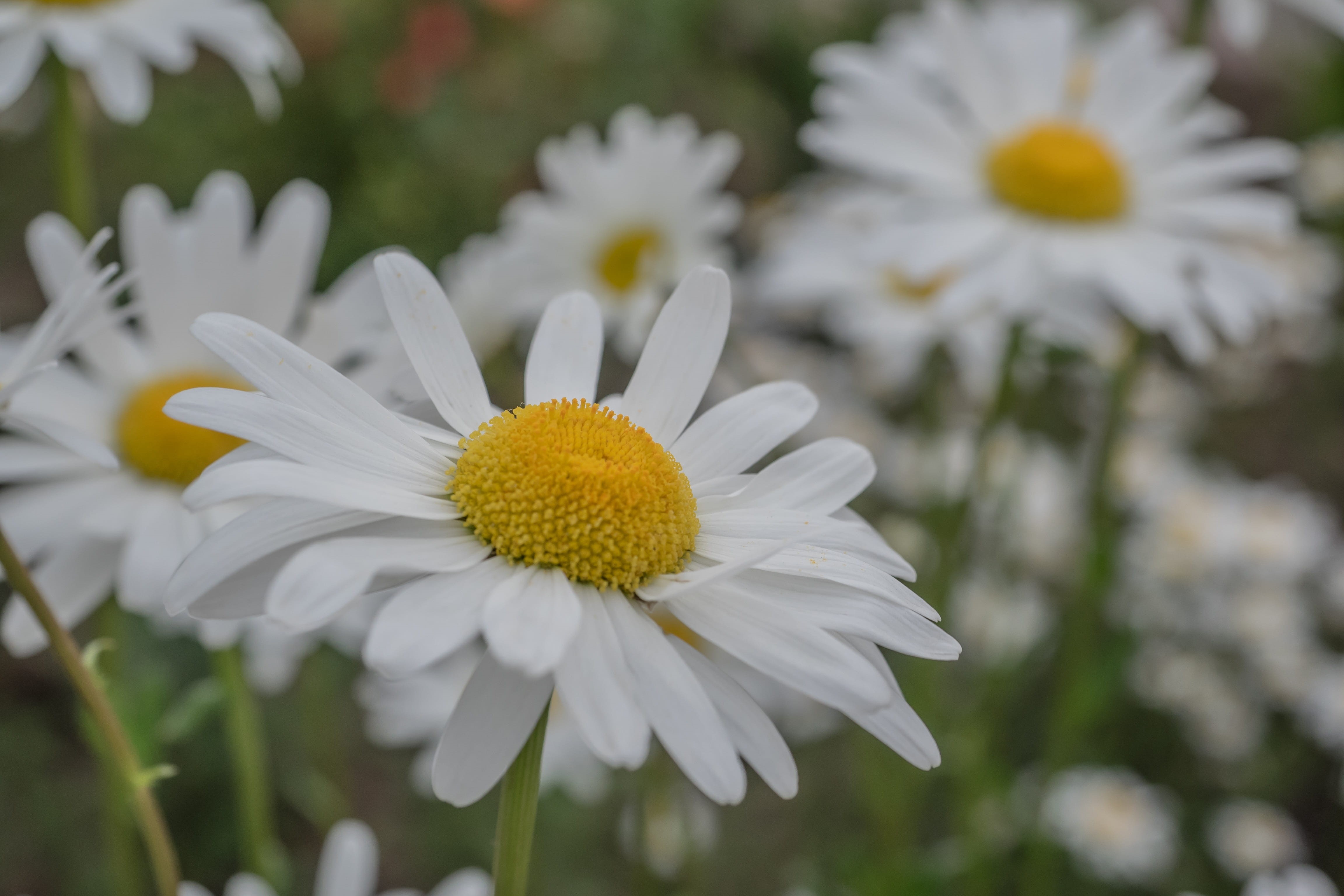 blooming, springtime, nature, 4K, summer, background, vulnerability, outdoors, pollen, chamomile Plant, growth, flower head, plant, inflorescence, Daisy, HD Wallpaper