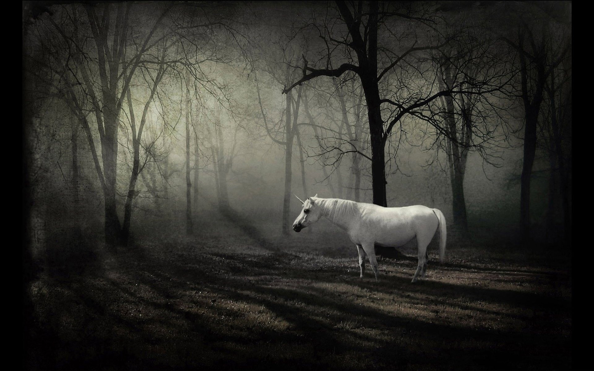fantasy, 1080P, white, horse, hd, unicorn, HD Wallpaper