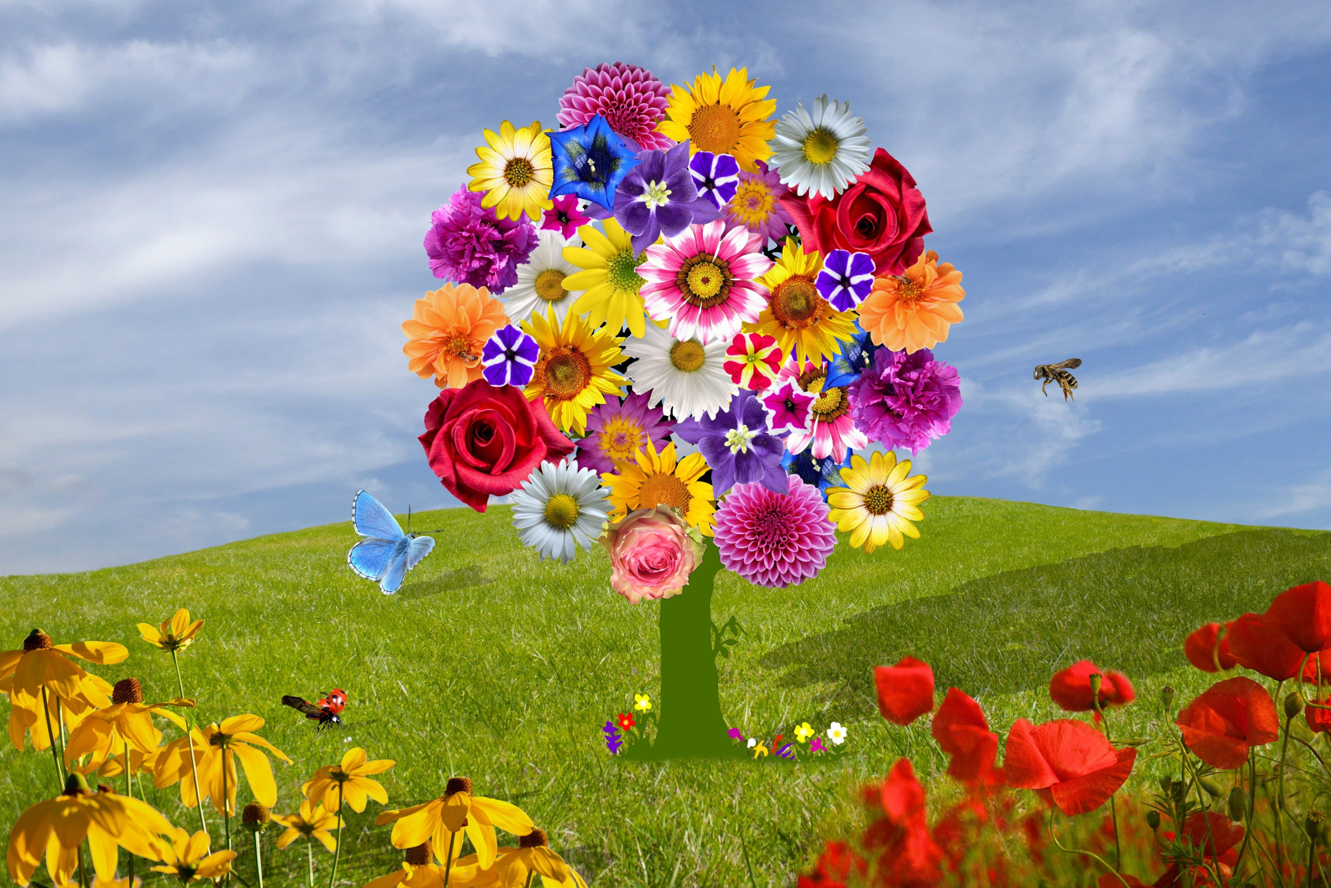 flower head, flower, flowering plant, wild flower, flower meadow, vulnerability, greeting, deciduous tree, red poppy, butterfly, insect, mystical, blue sky, HD Wallpaper