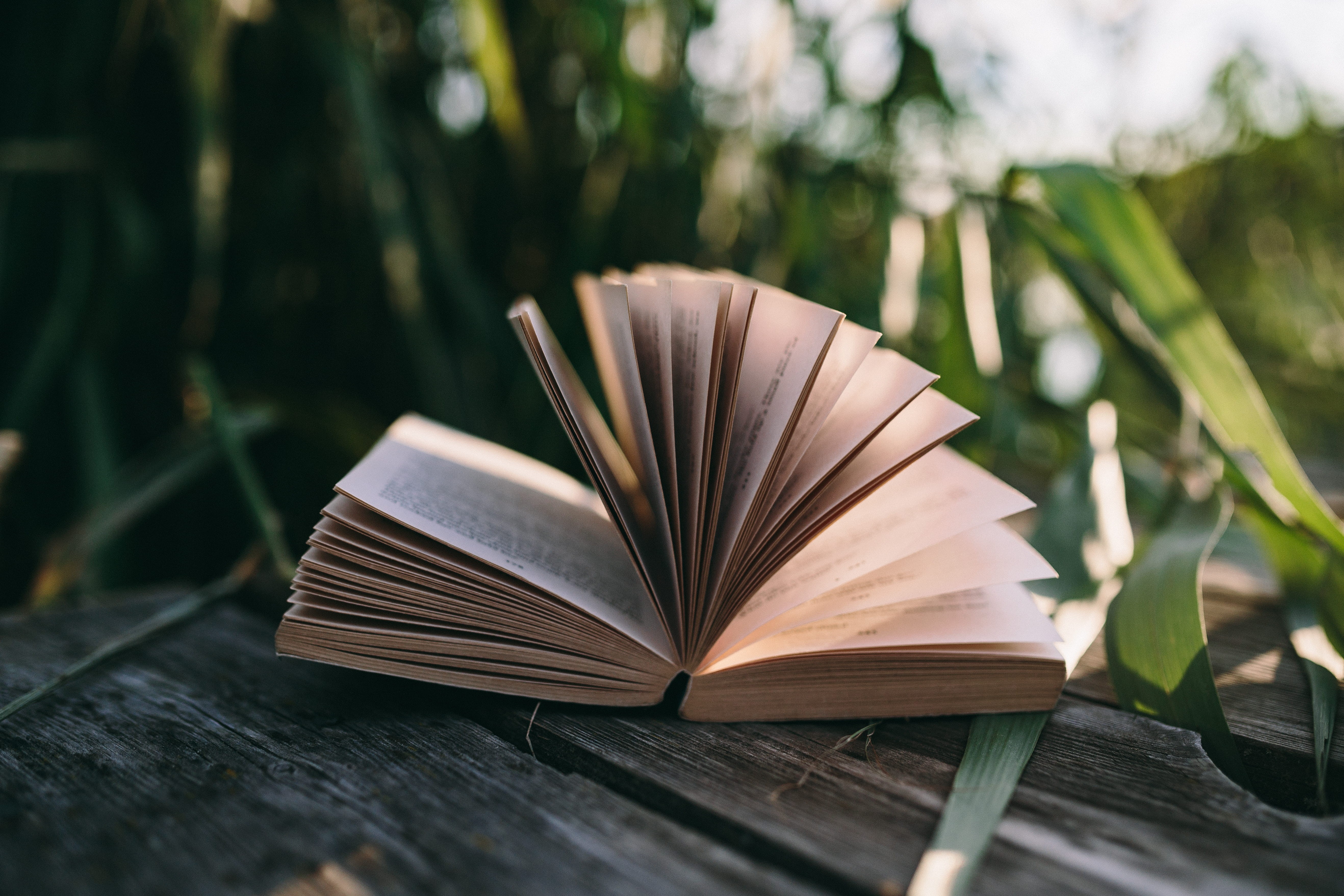 wooden boards, plant part, close-up, wooden pier, publication, summer, opened notebook, woman with book, university, plant, Reading book, still life, outdoors, HD Wallpaper