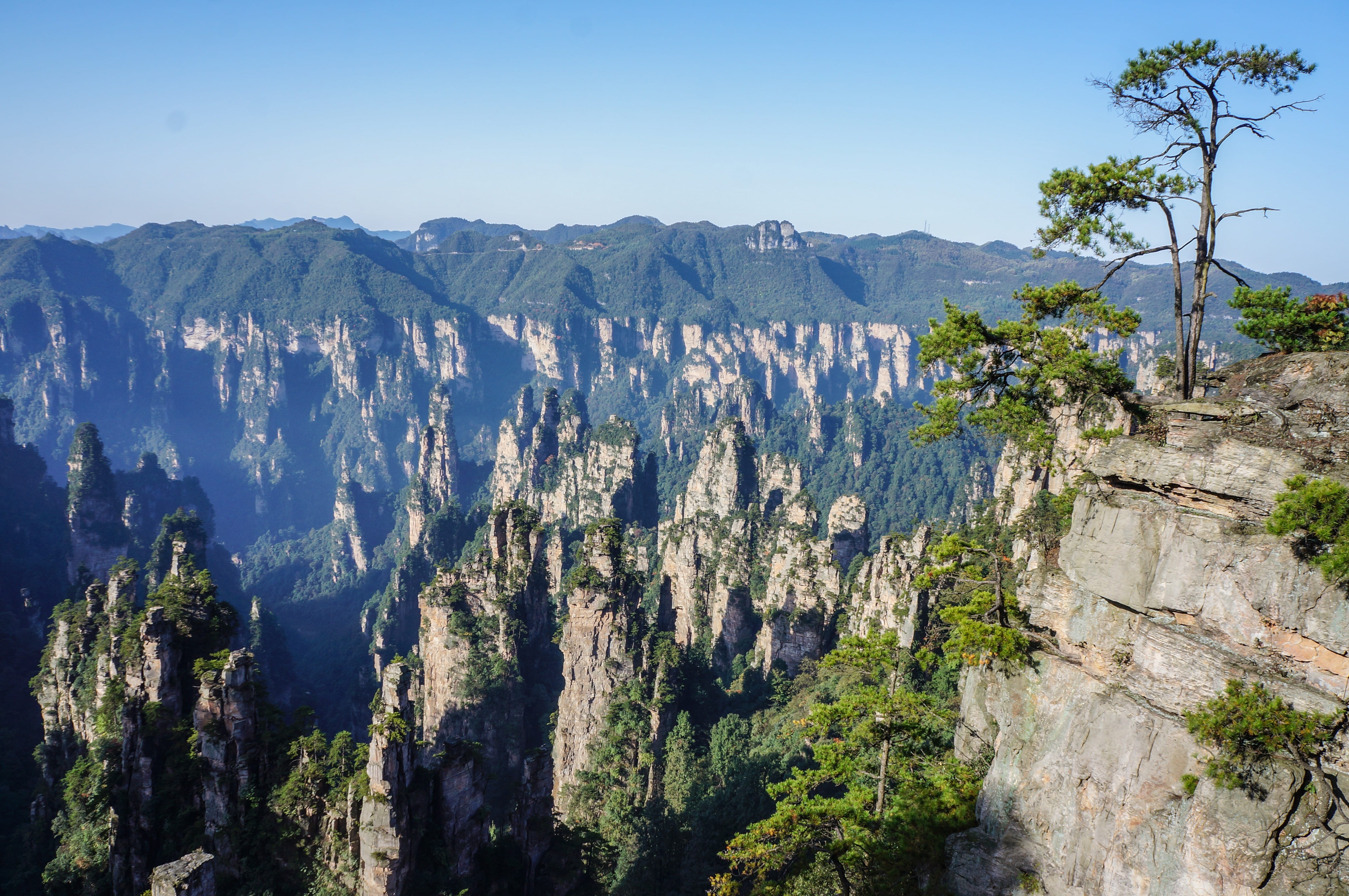 pine tree, coniferous tree, land, travel destinations, China, travel, National Park, landscape, rock, pinaceae, solid, rock - object, Zhangjiajie, nature, HD Wallpaper
