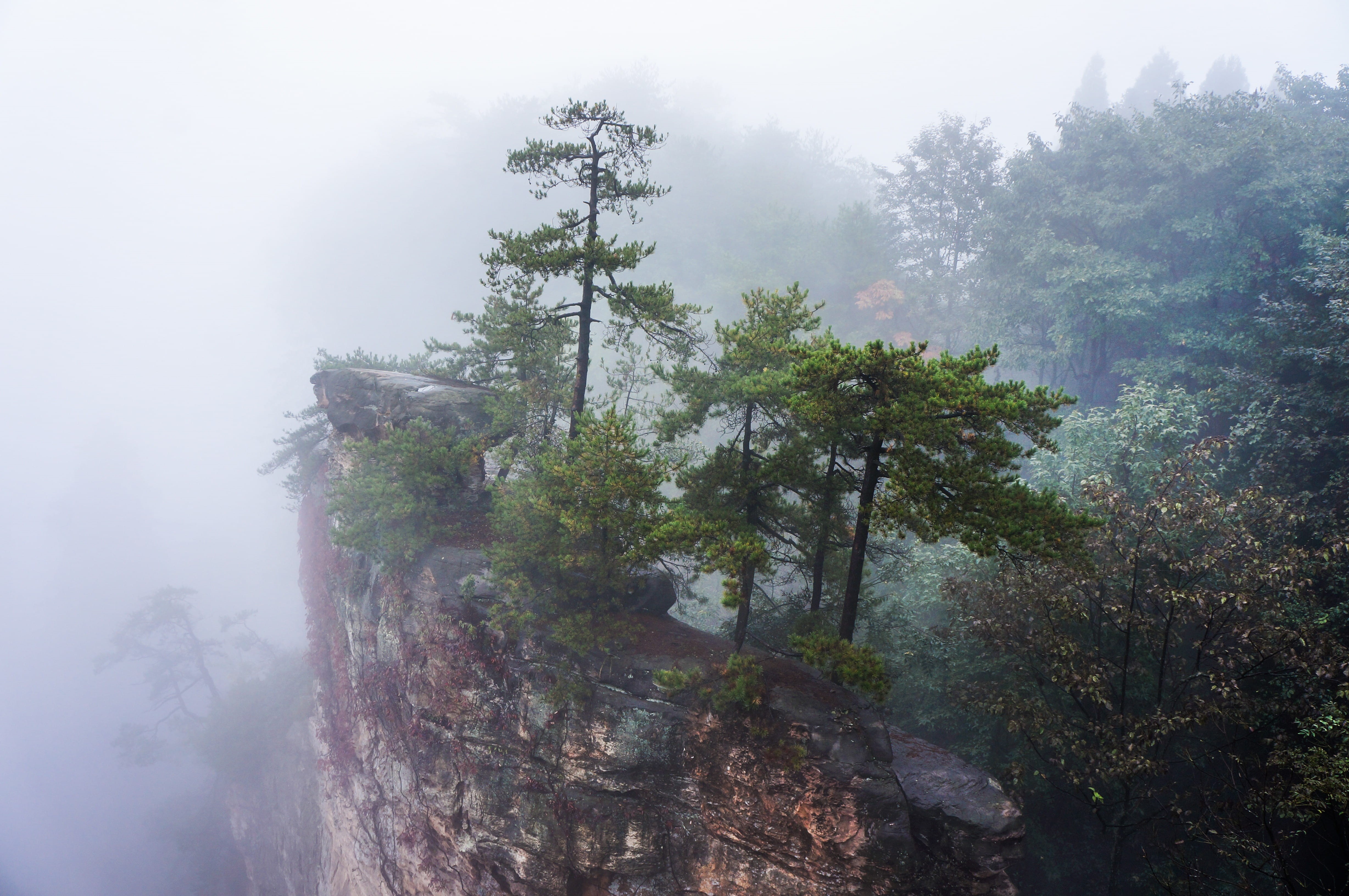forest, scenics - nature, day, fog, brown, rock, beauty in nature, coniferous tree, 4K, tourism, no people, rock formation, environment, travel, plant, HD Wallpaper