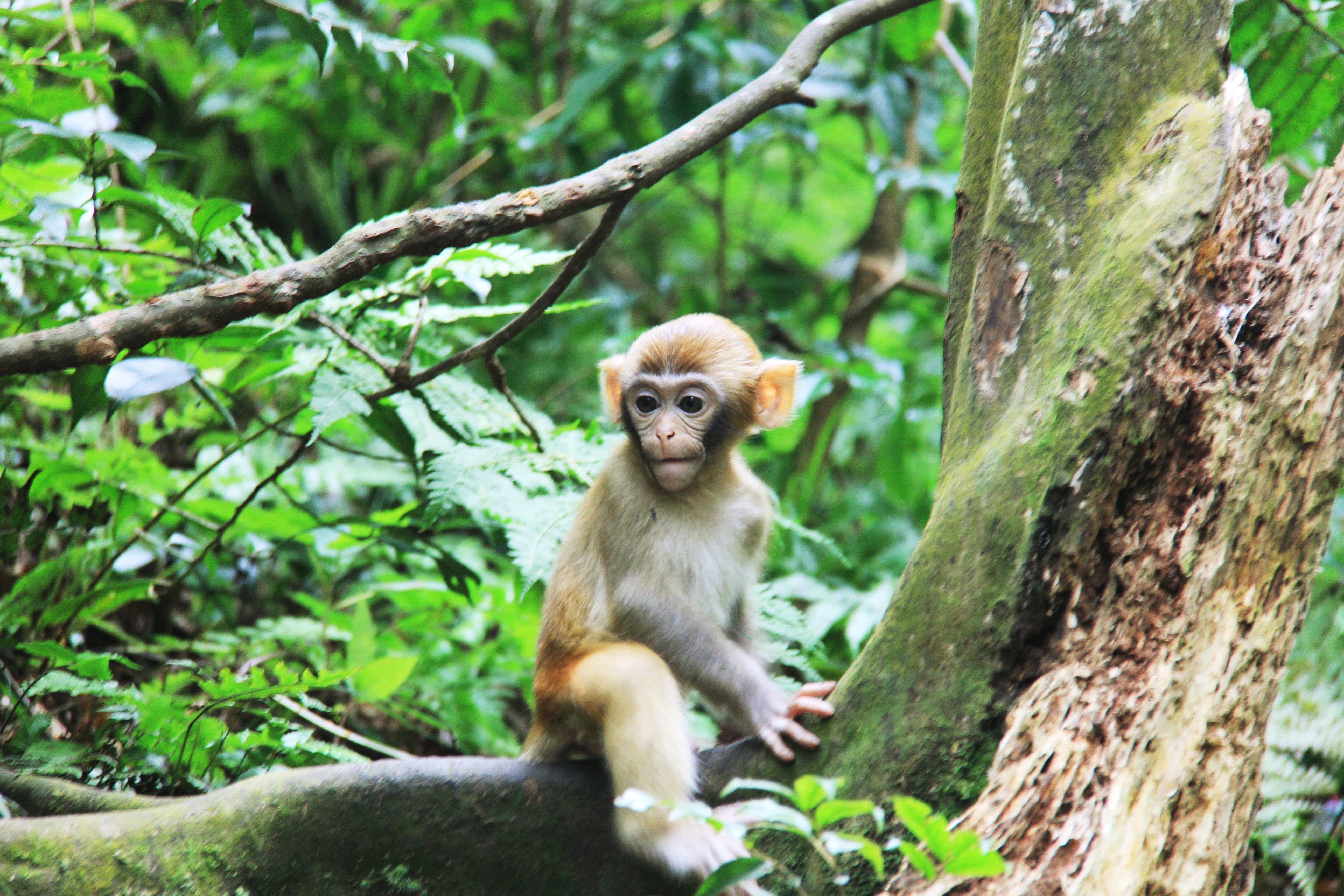 nature, sitting, mammal, trunk, forest, branch, tree, animal, one animal, zhangjiajie, 5K, trees, primate, outdoors, plant, day, no people, animal wildlife, HD Wallpaper