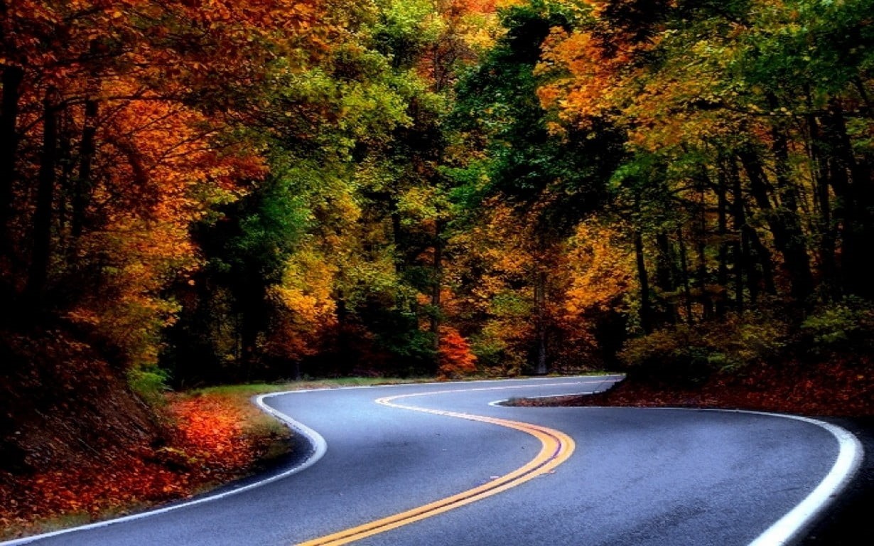 dividing line, change, black, winding road, plant, no people, tranquility, beauty in nature, direction, marking, road marking, nature, sign, empty road, HD Wallpaper
