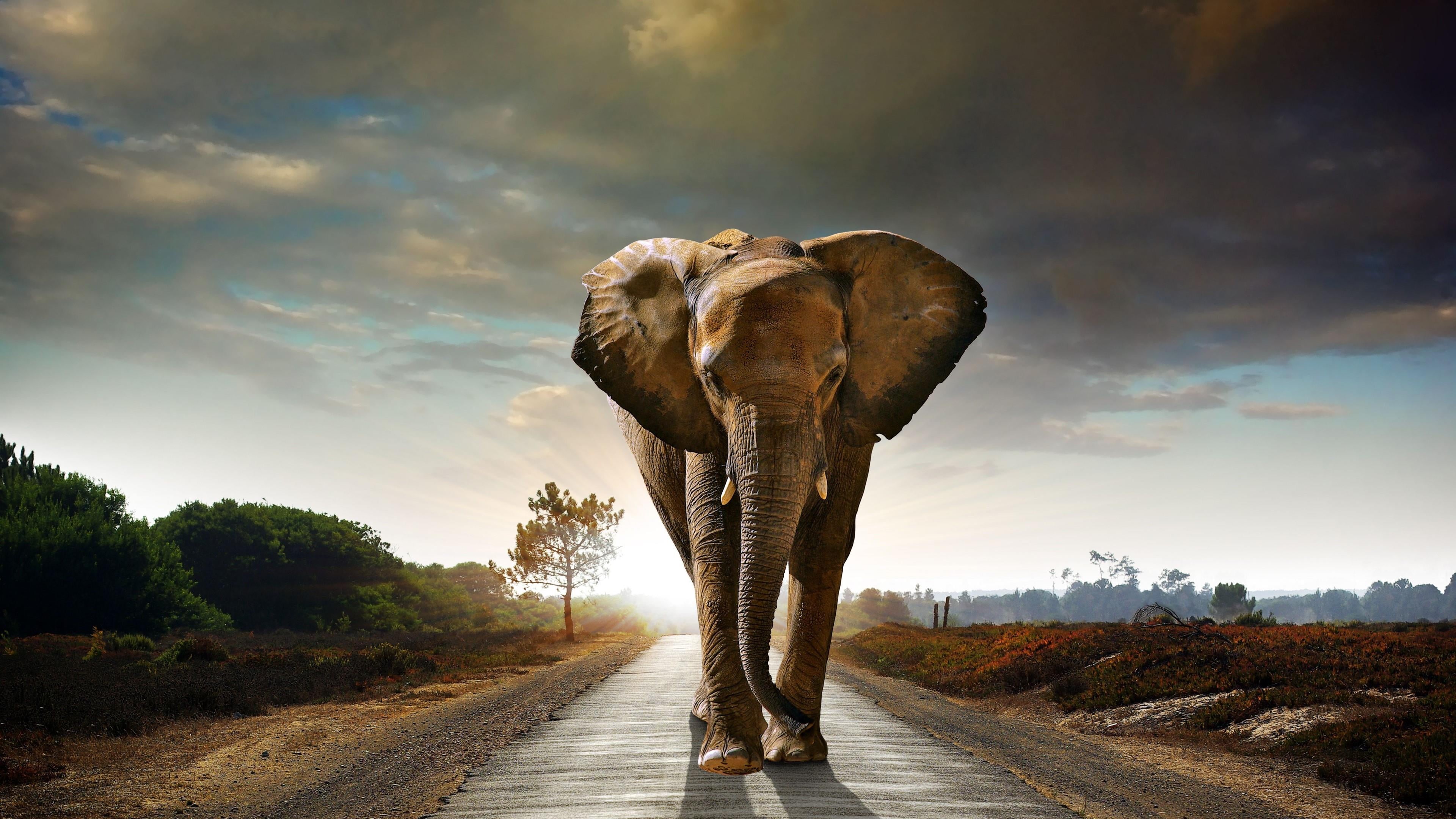 african elephant, asphalt, tree, no people, sunlight, 4K, cloud - sky, outdoors, animal themes, animal trunk, mammal, animal body part, road, nature, herbivorous, HD Wallpaper