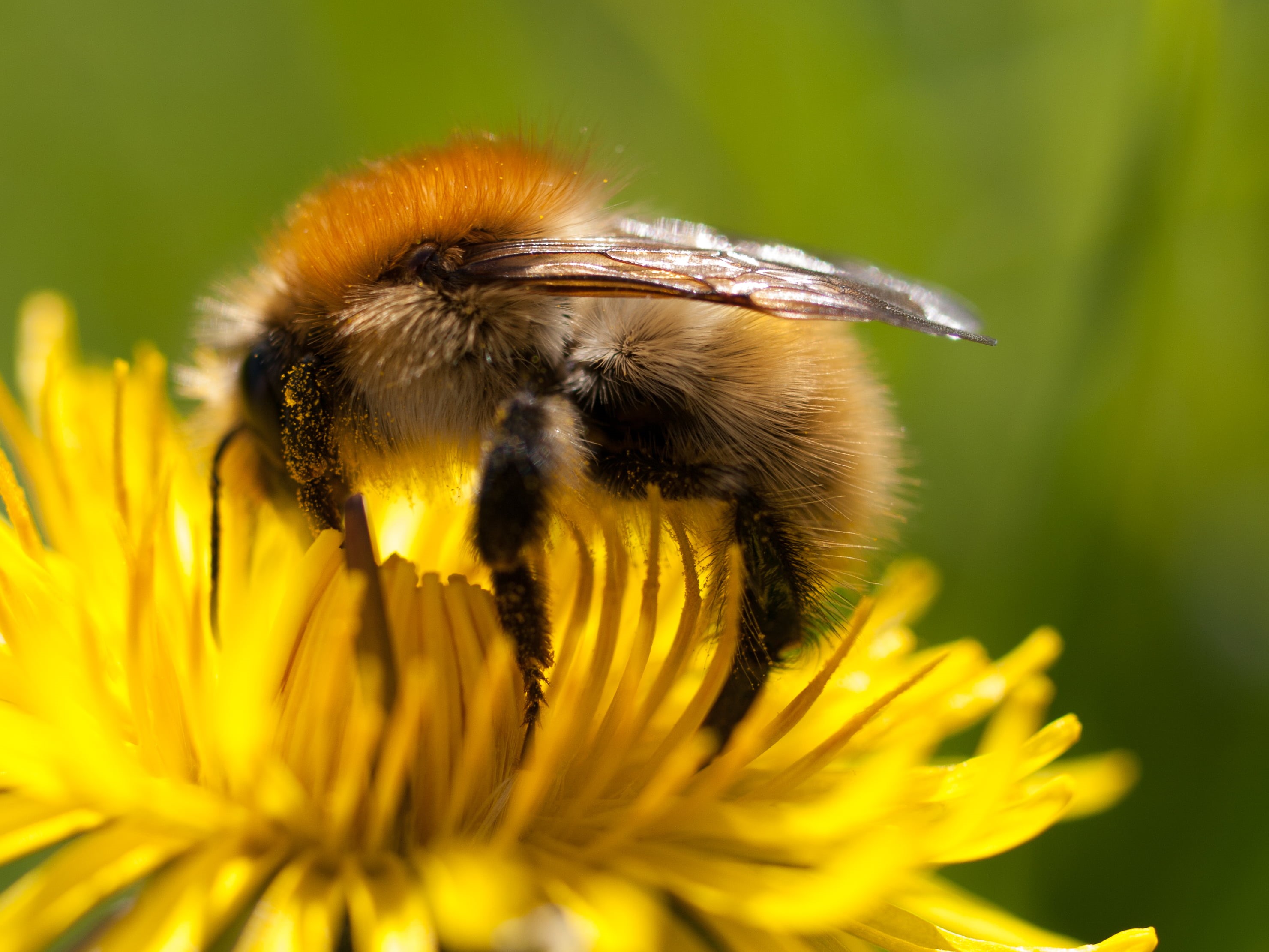 pollen, brown, France, flower, insect, bumblebee, 2K, SLR, vacation, nature, Buais, digital-camera, pollination, bee, digital-slr, Macro, furry, dandelion, HD Wallpaper
