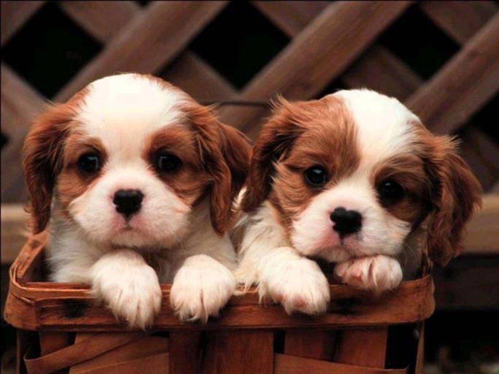 480P, one animal, puppy, pets, dog, small, canine, domestic animals, puppies, animal head, animal themes, domestic, portrait, animal, looking at camera, HD Wallpaper