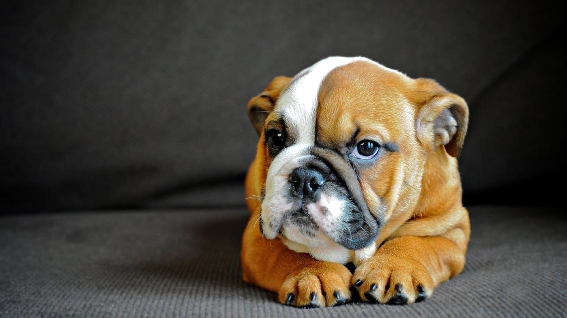 animal themes, 1080P, fabric, one animal, innocence, canine, purebred dog, looking, mammal, animal head, indoors, animals, bulldog, pug, no people, domestic animals, HD Wallpaper