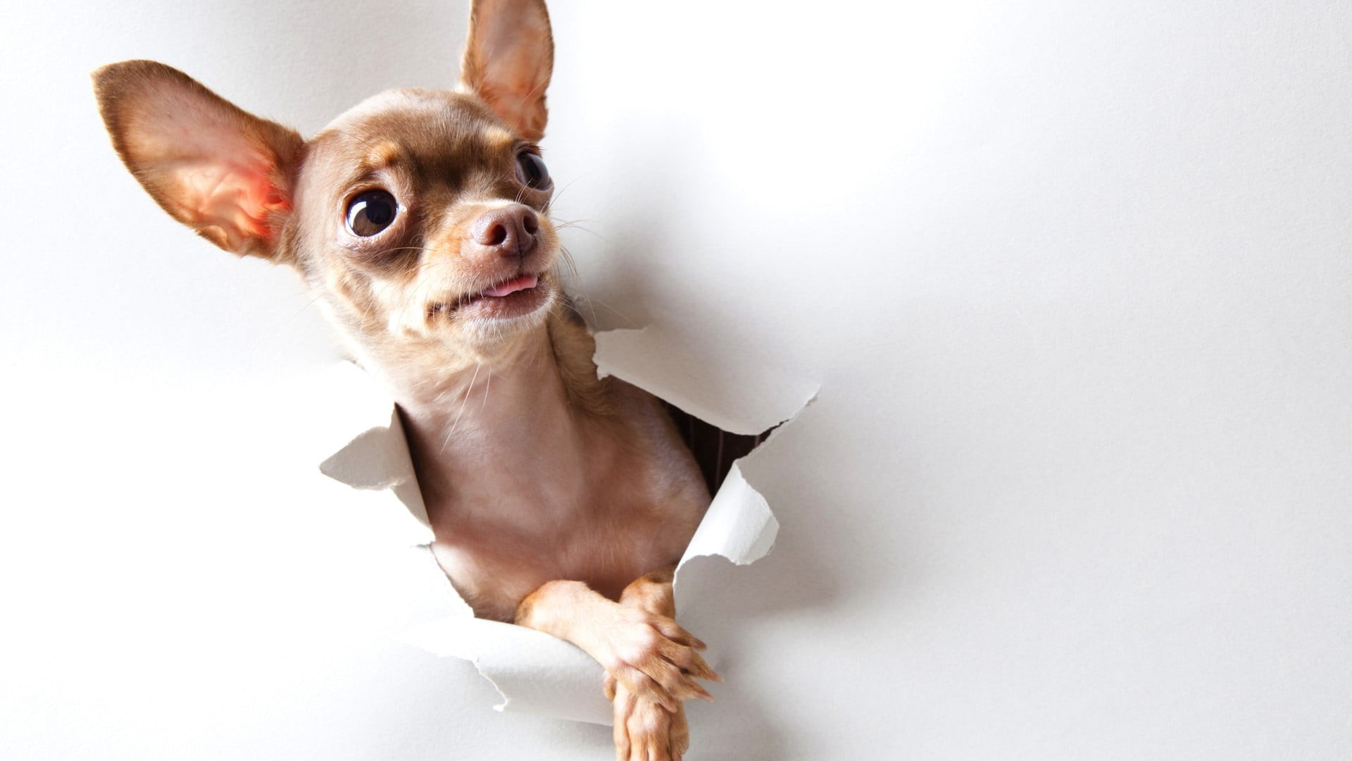 chihuahua - dog, 1080P, one animal, animal, small, mammal, domestic animals, chihuahua, pets, studio shot, lap dog, domestic cat, domestic, animal themes, HD Wallpaper