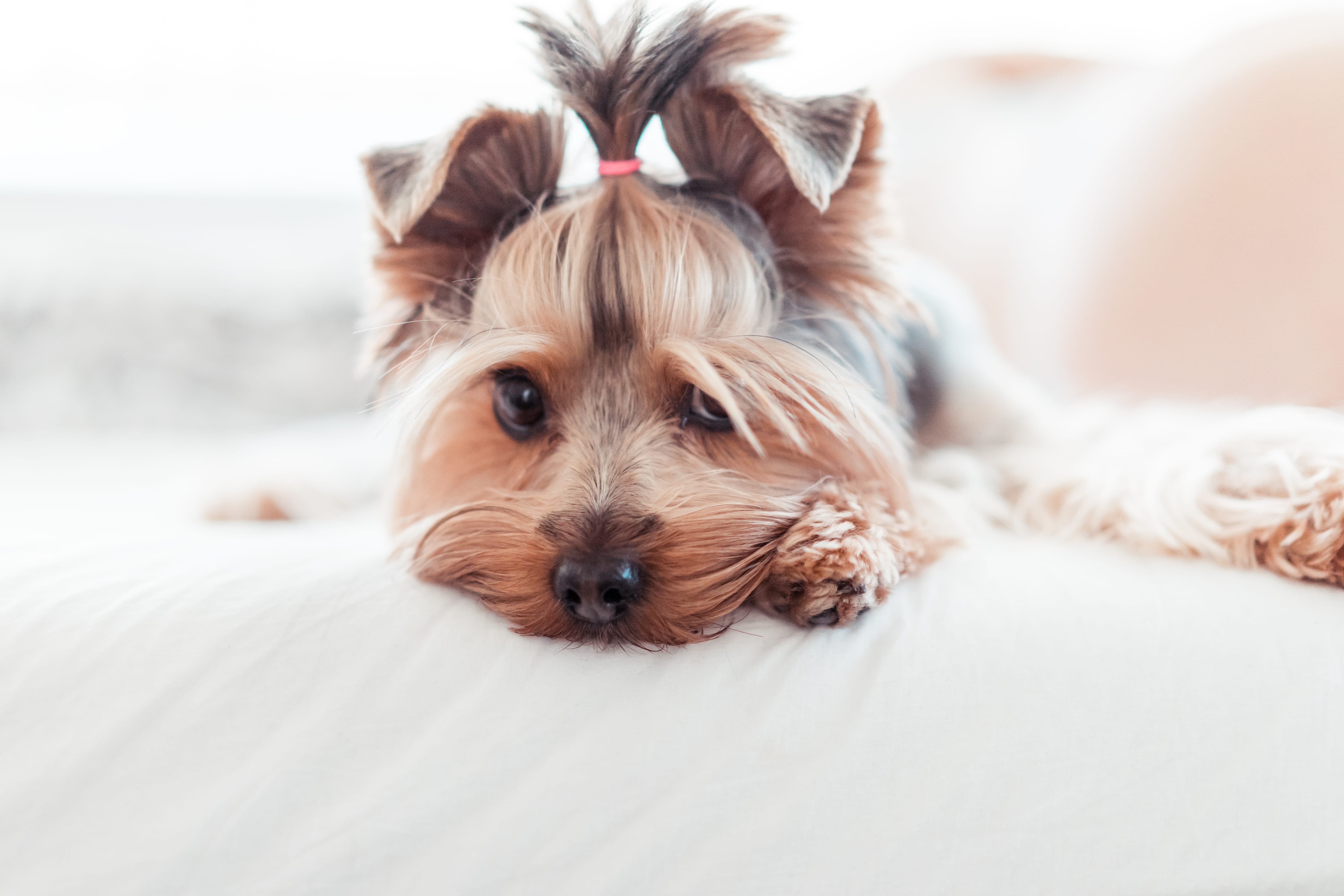 domestic room, animal head, bed, young animal, room for text, cozy, puppies, adorable, bedroom, dog, lying Down, mammal, pets, yorkie, looking at camera, HD Wallpaper
