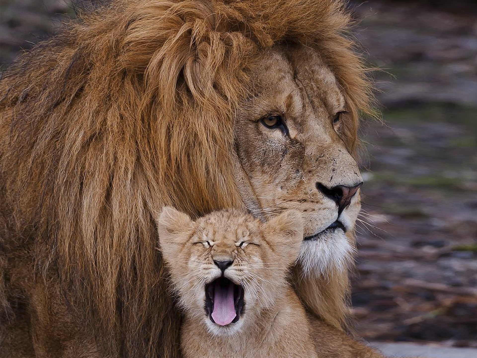 security, carelessness, Lions, power, cub, father, reverie, calm, confidence, reliability, son, the seriousness, 1080P, HD Wallpaper