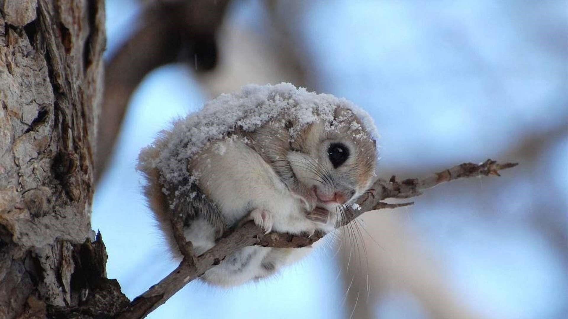 cutest, japanese flying squirrel, snowy, japanese dwarf flying squirre, rodent, 1080P, furry, momonga, flying squirrel, squirrel, HD Wallpaper