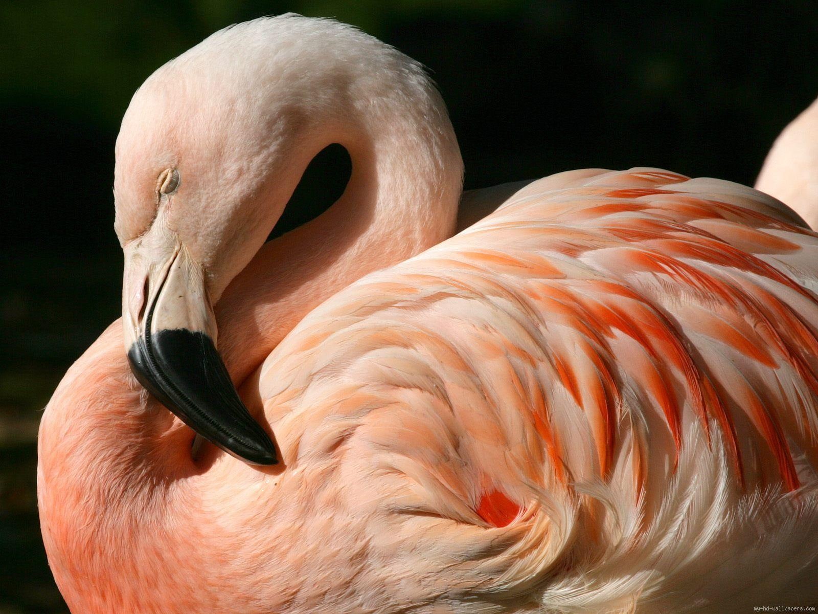 pink, sleep, sleeping, flamingo, bird, 720P, animal, HD Wallpaper