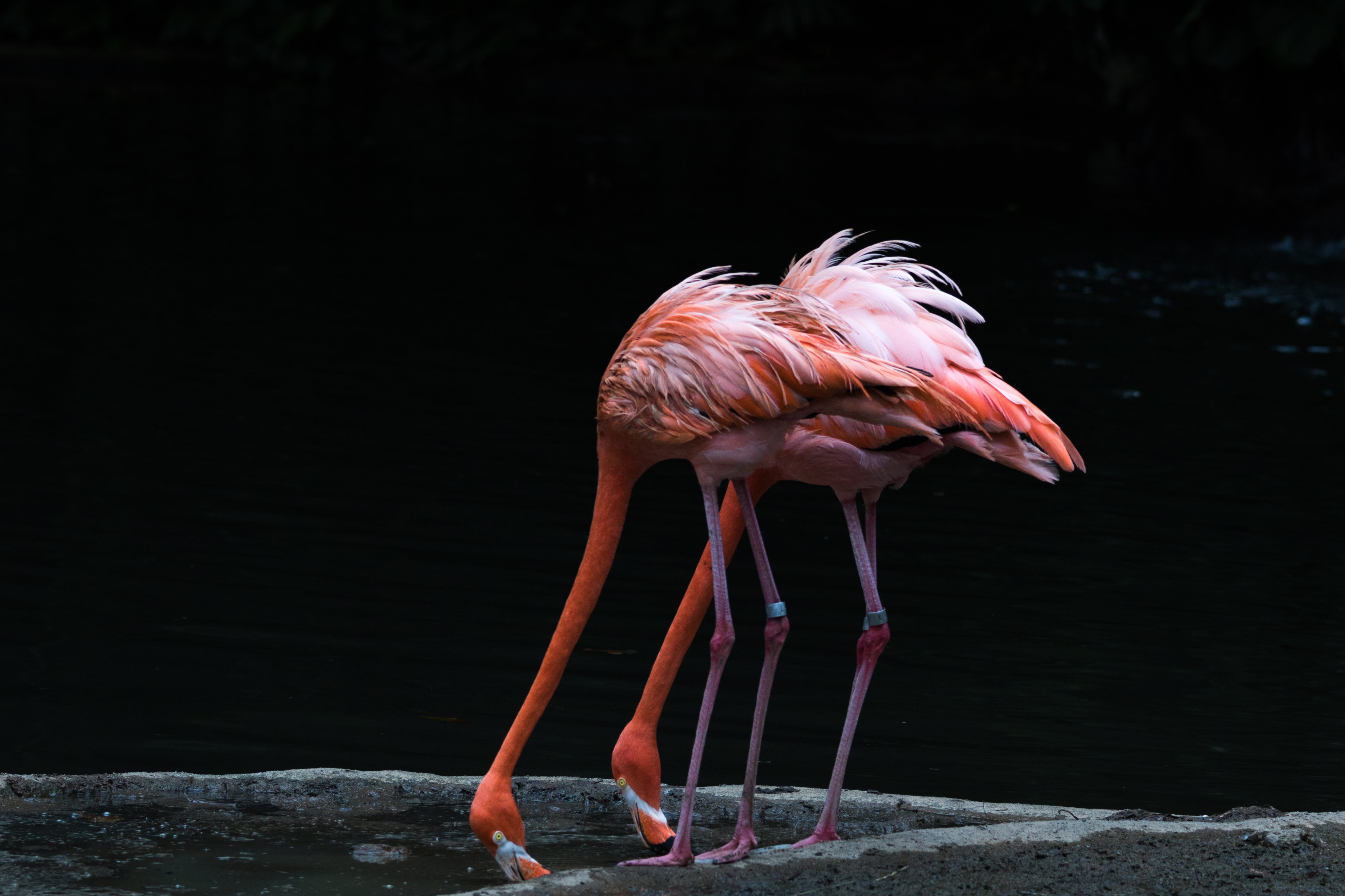 nature, flamingos, pink flamingos, pink Color, drinking, red, bird, 5K, animal, two, Jurong Bird Park, Bird Sanctuary, drinking water, water, pink, wildlife, HD Wallpaper